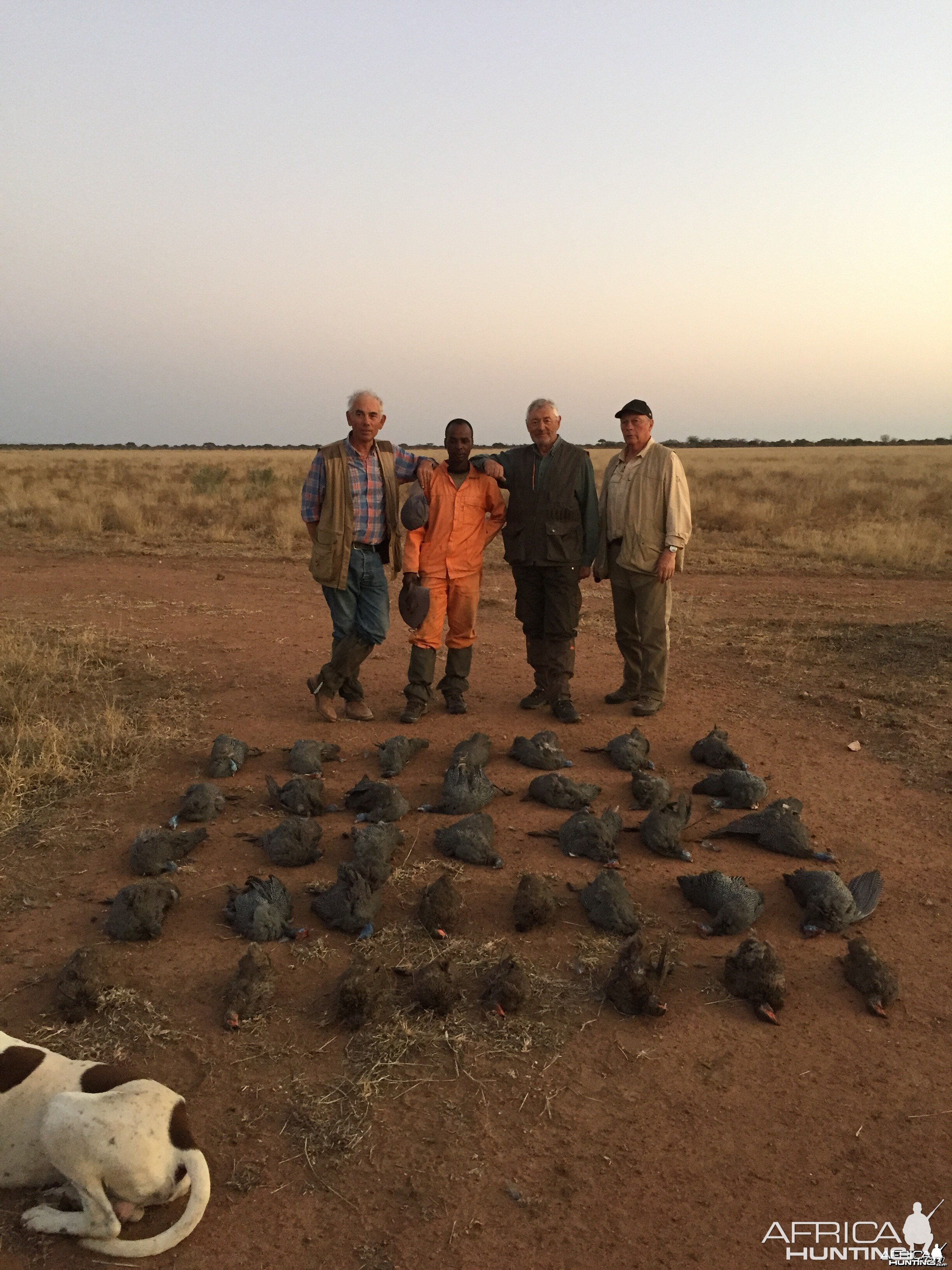 Guineafowl