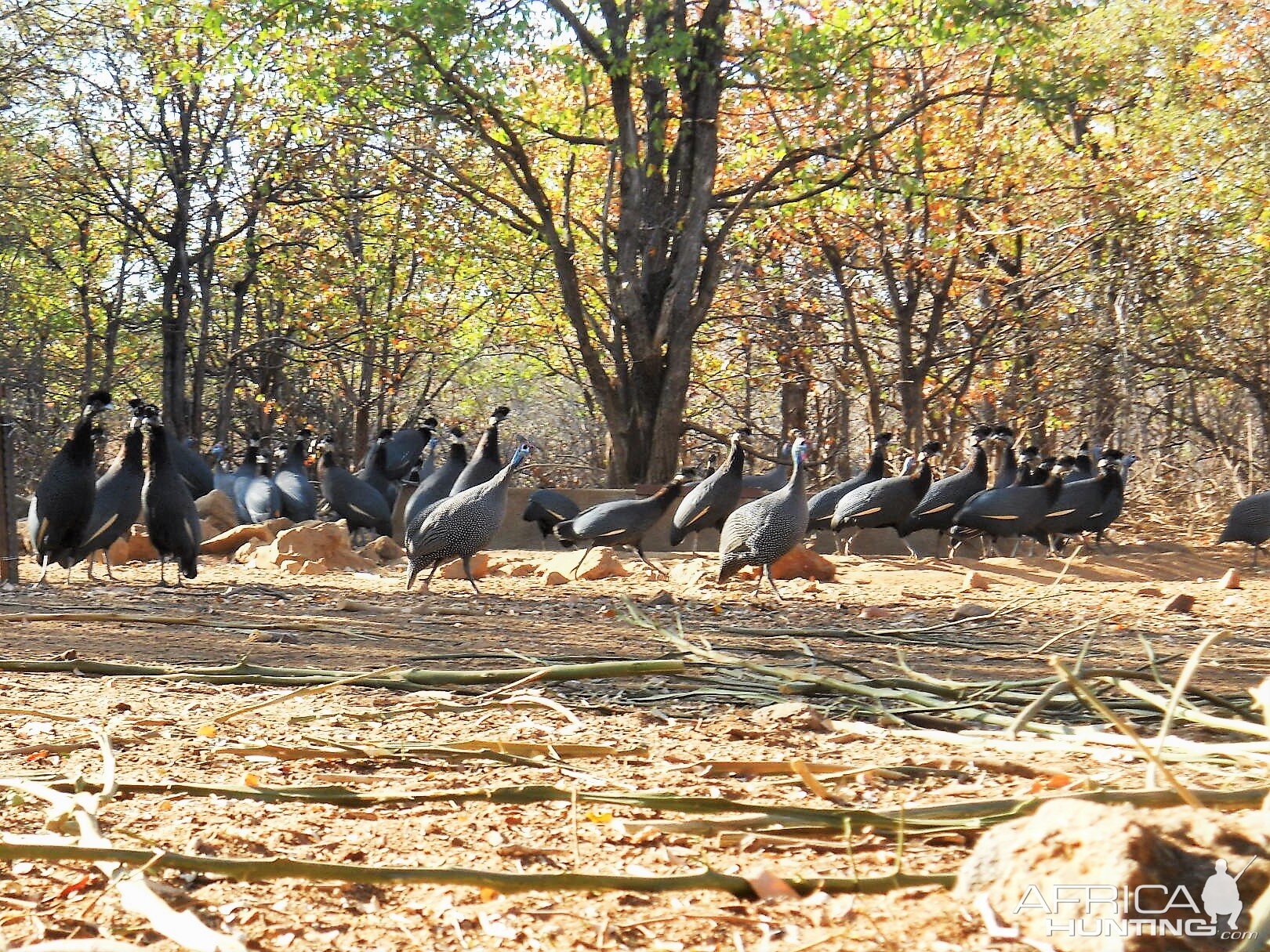 Guineafowl