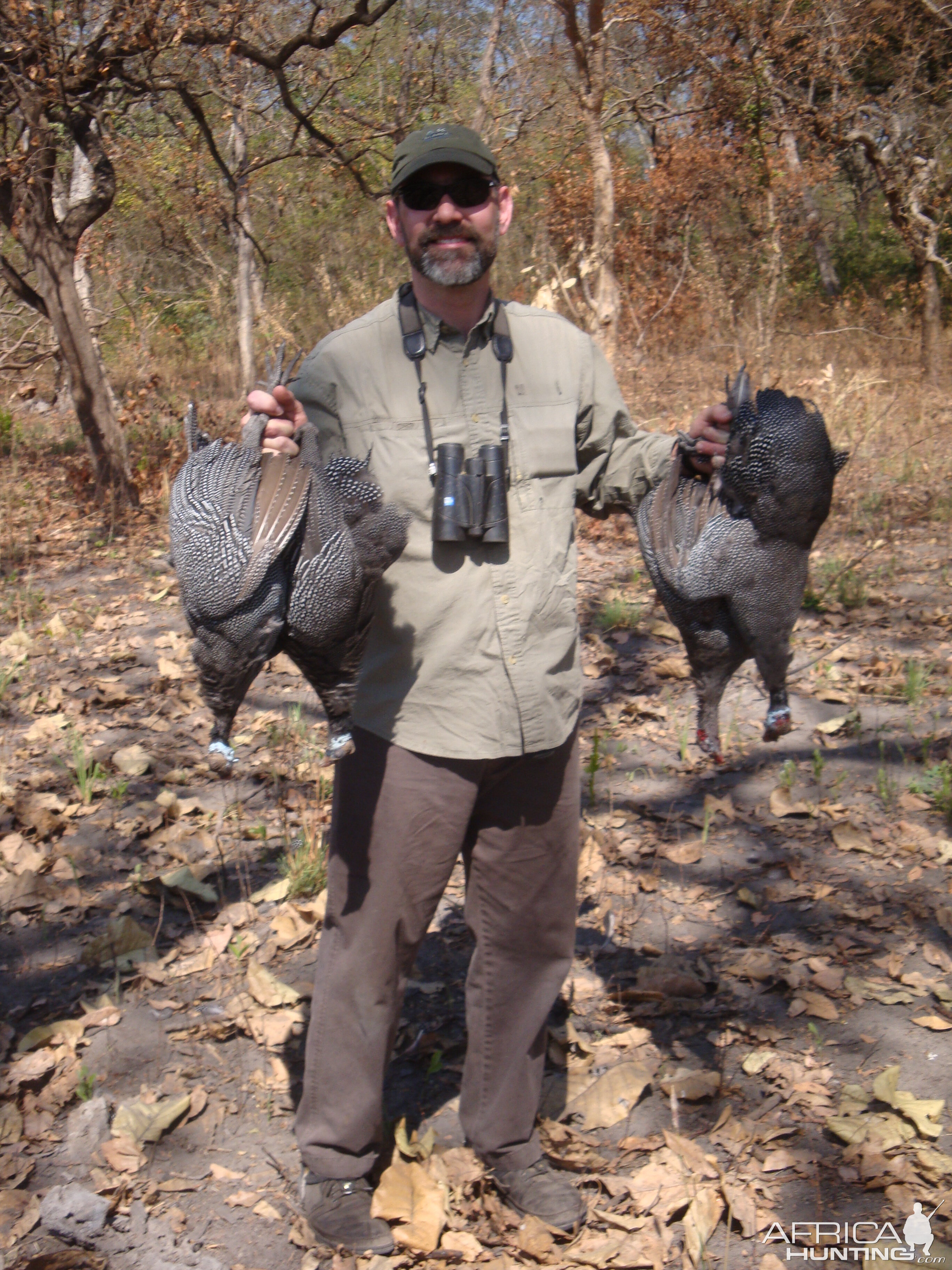 Guineafowls hunted in Central Africa with Club Faune