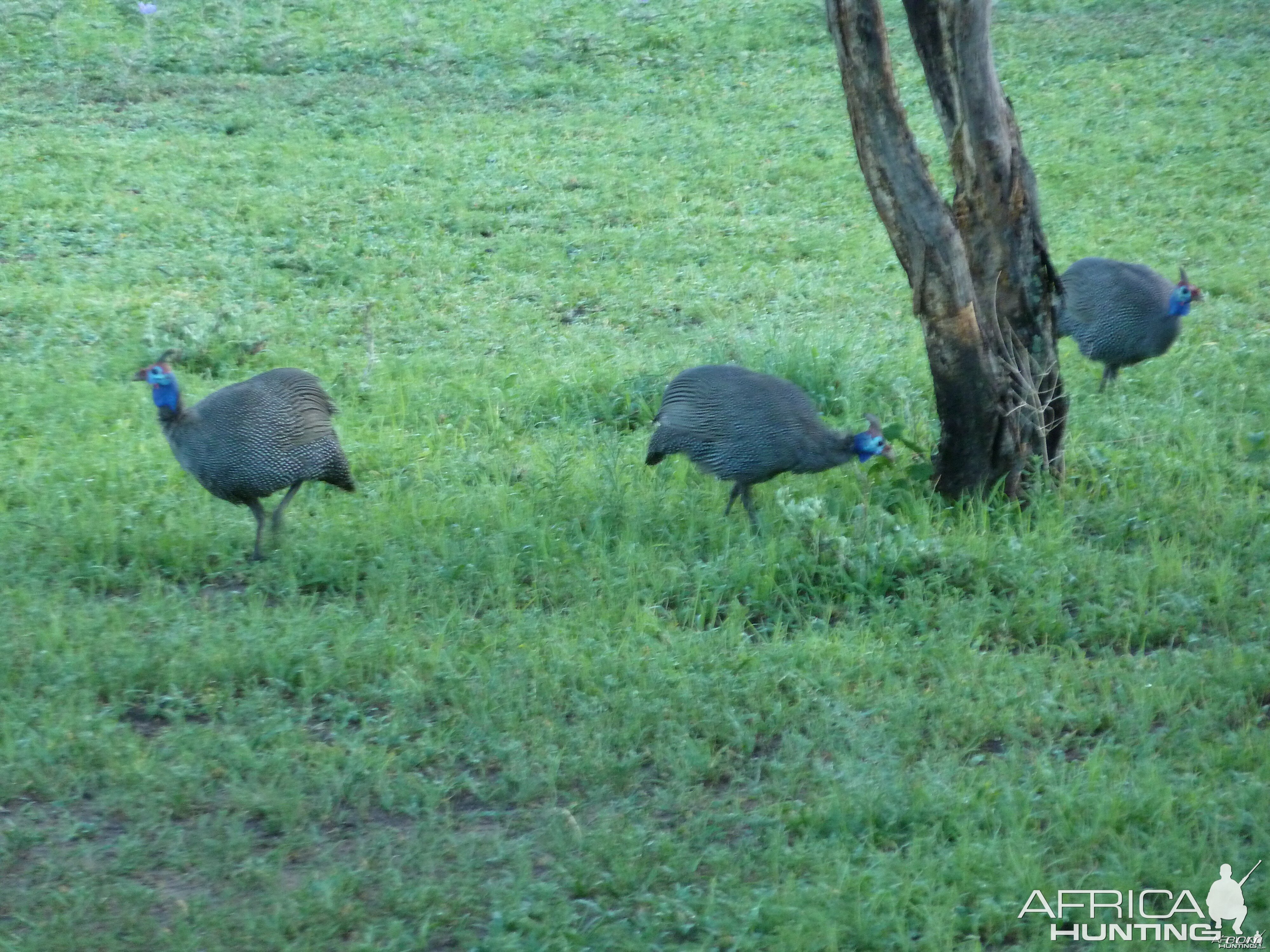 Guineafowls Namibia