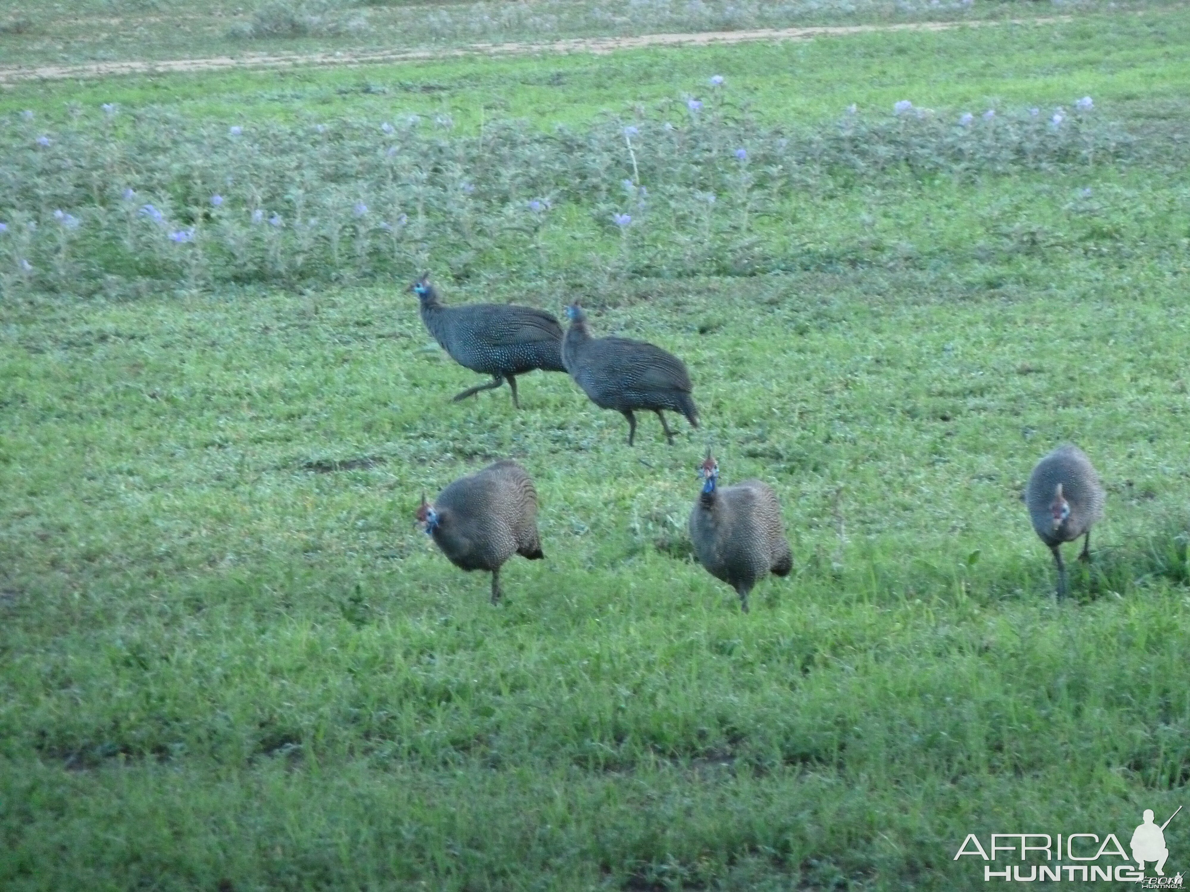 Guineafowls Namibia