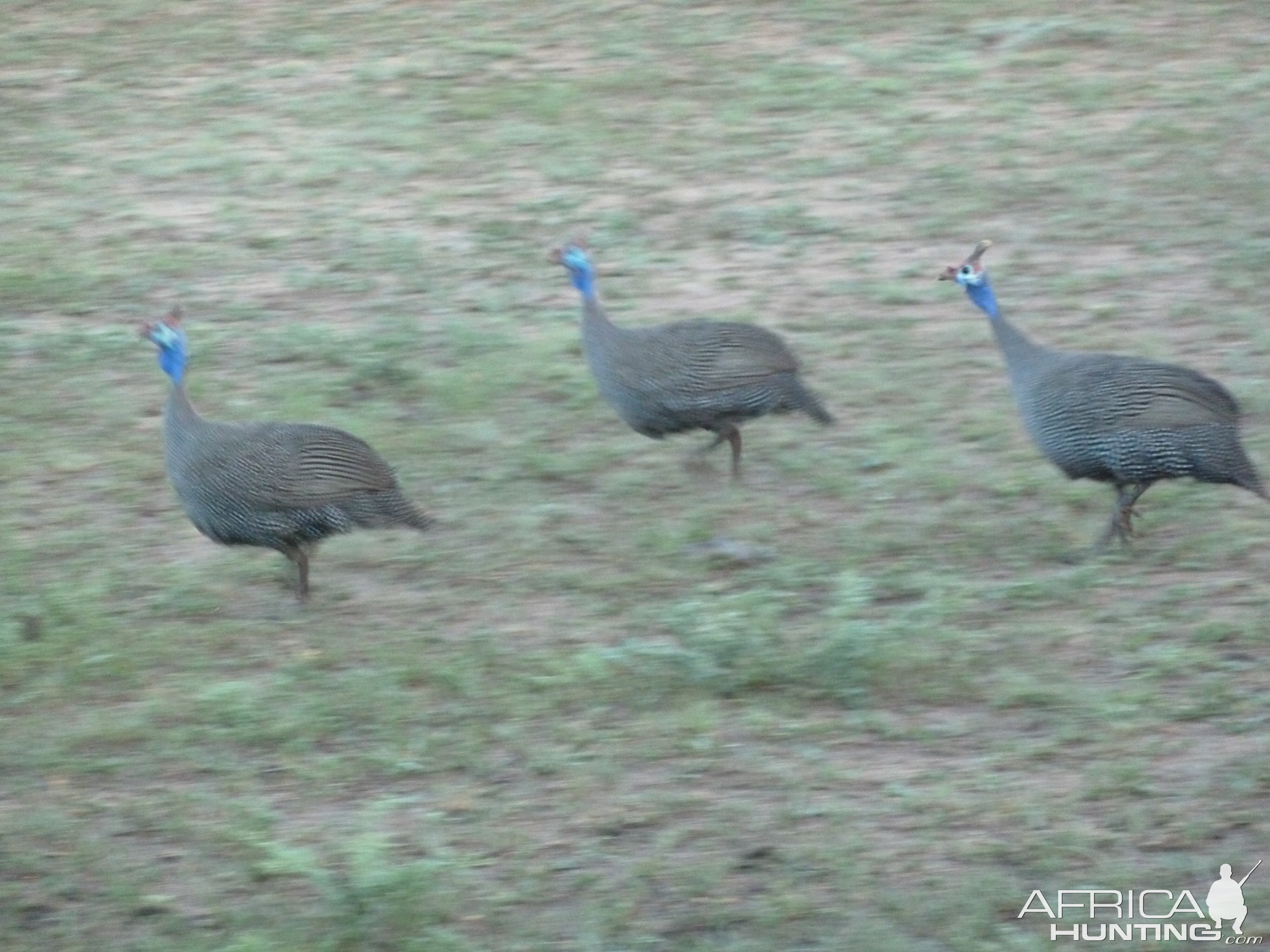 Guineafowls Namibia