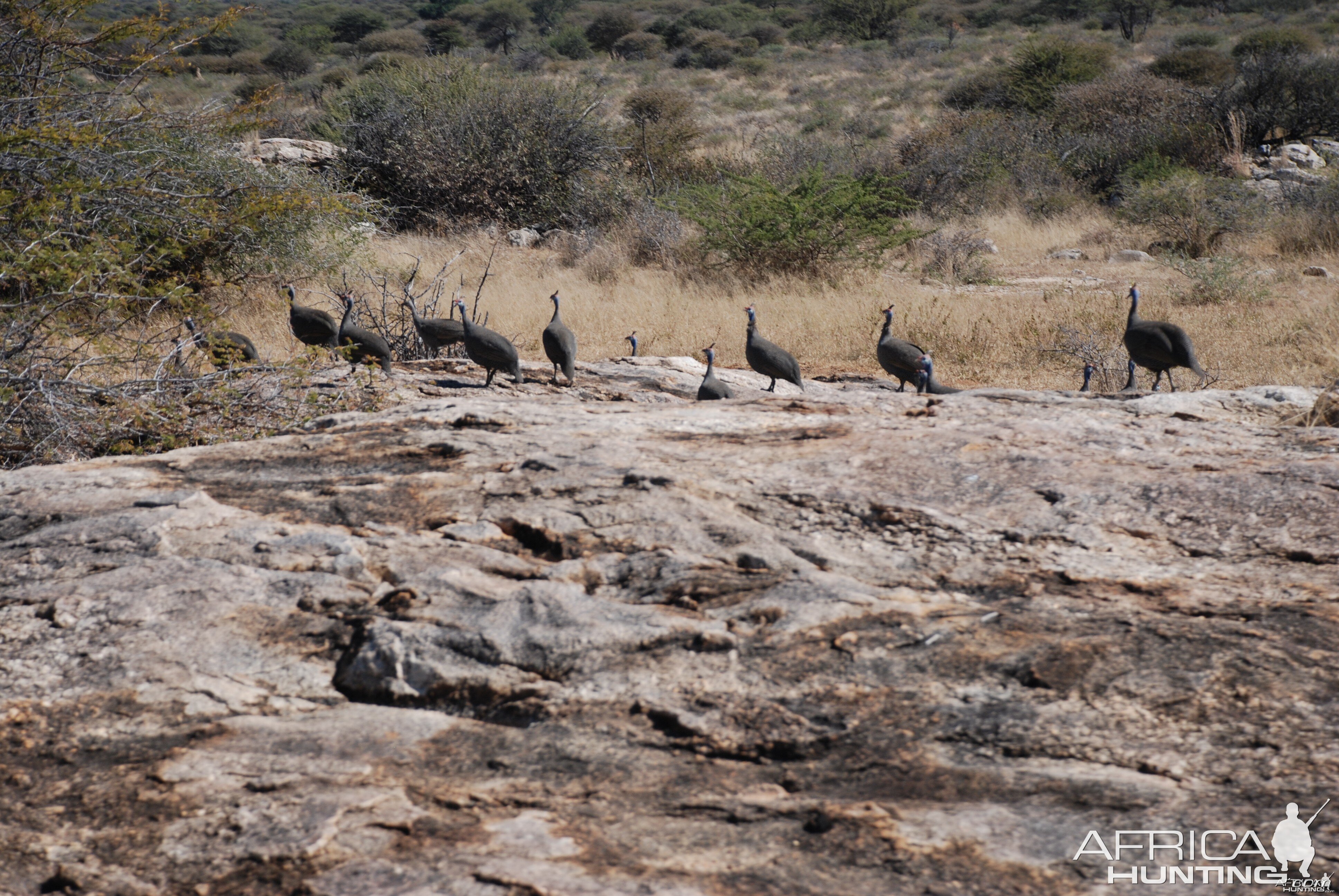 Guineafowls