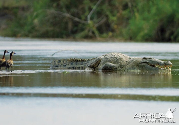 Gustave The Maneater Crocodile