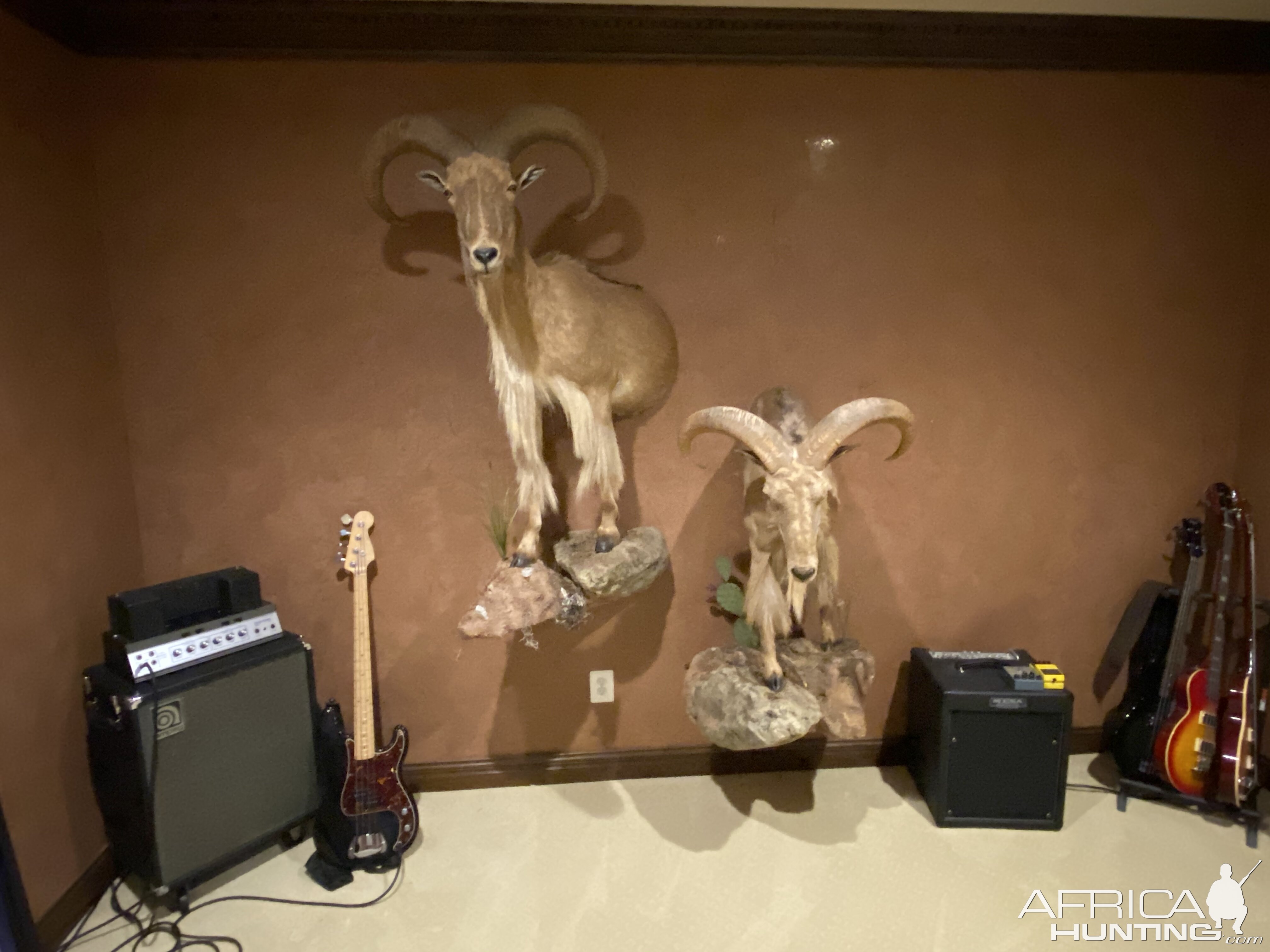 Half Body Aoudad Mount Taxidermy