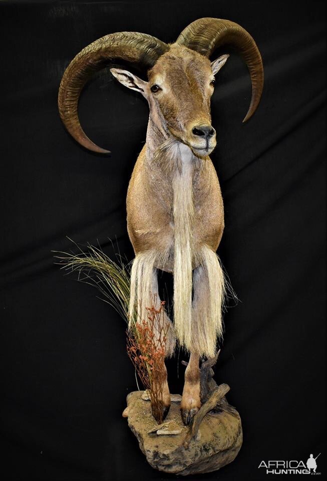 Half Body Aoudad Mount Taxidermy