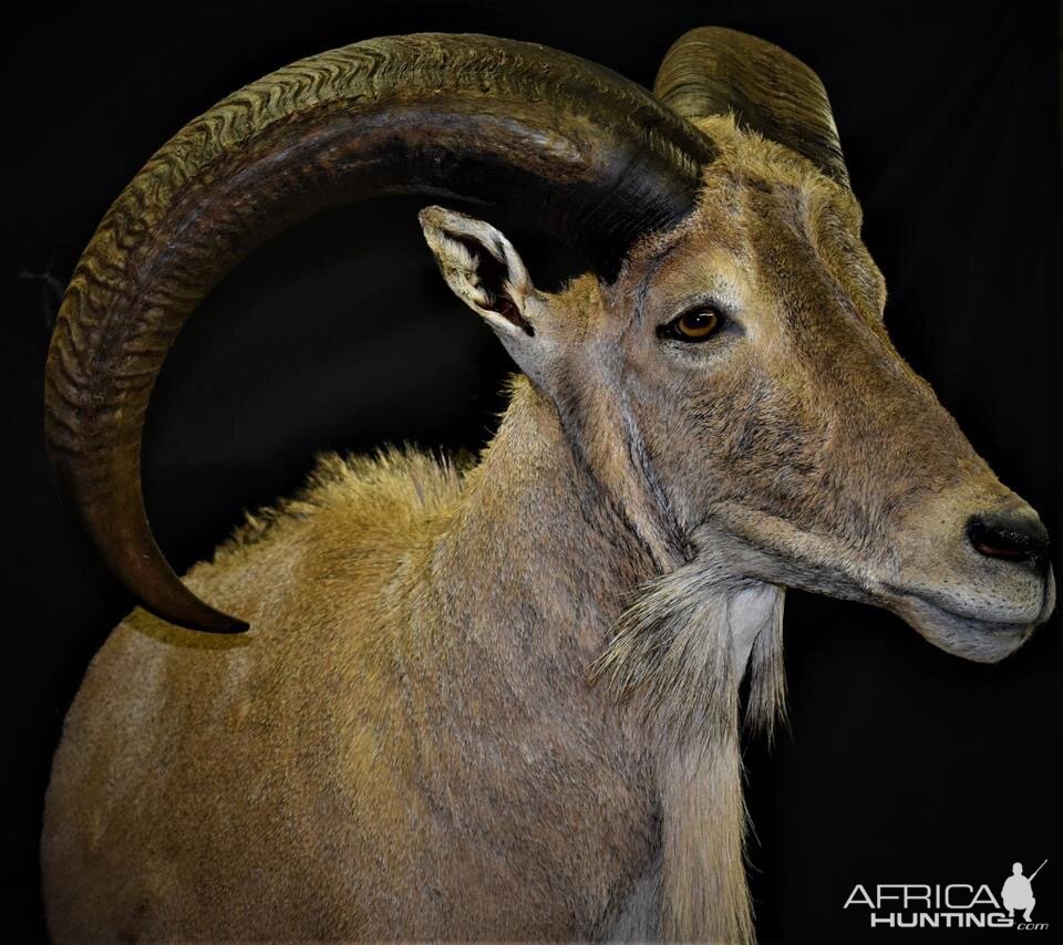 Half Body Aoudad Mount Taxidermy