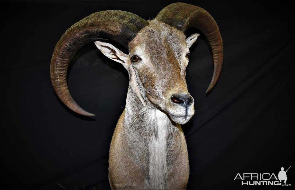 Half Body Aoudad Mount Taxidermy