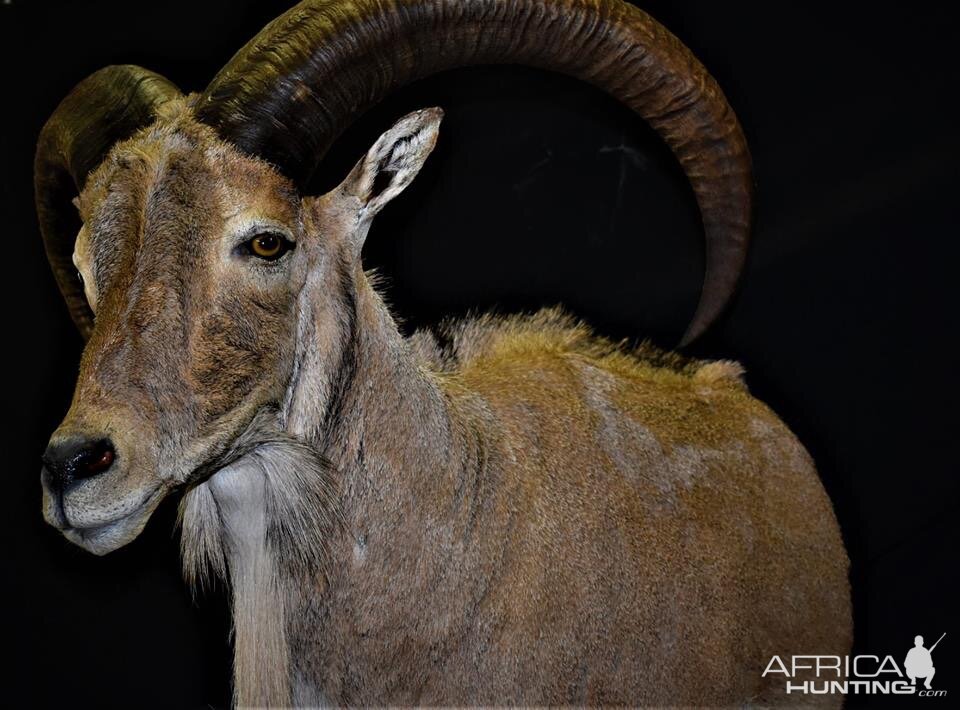 Half Body Aoudad Mount Taxidermy