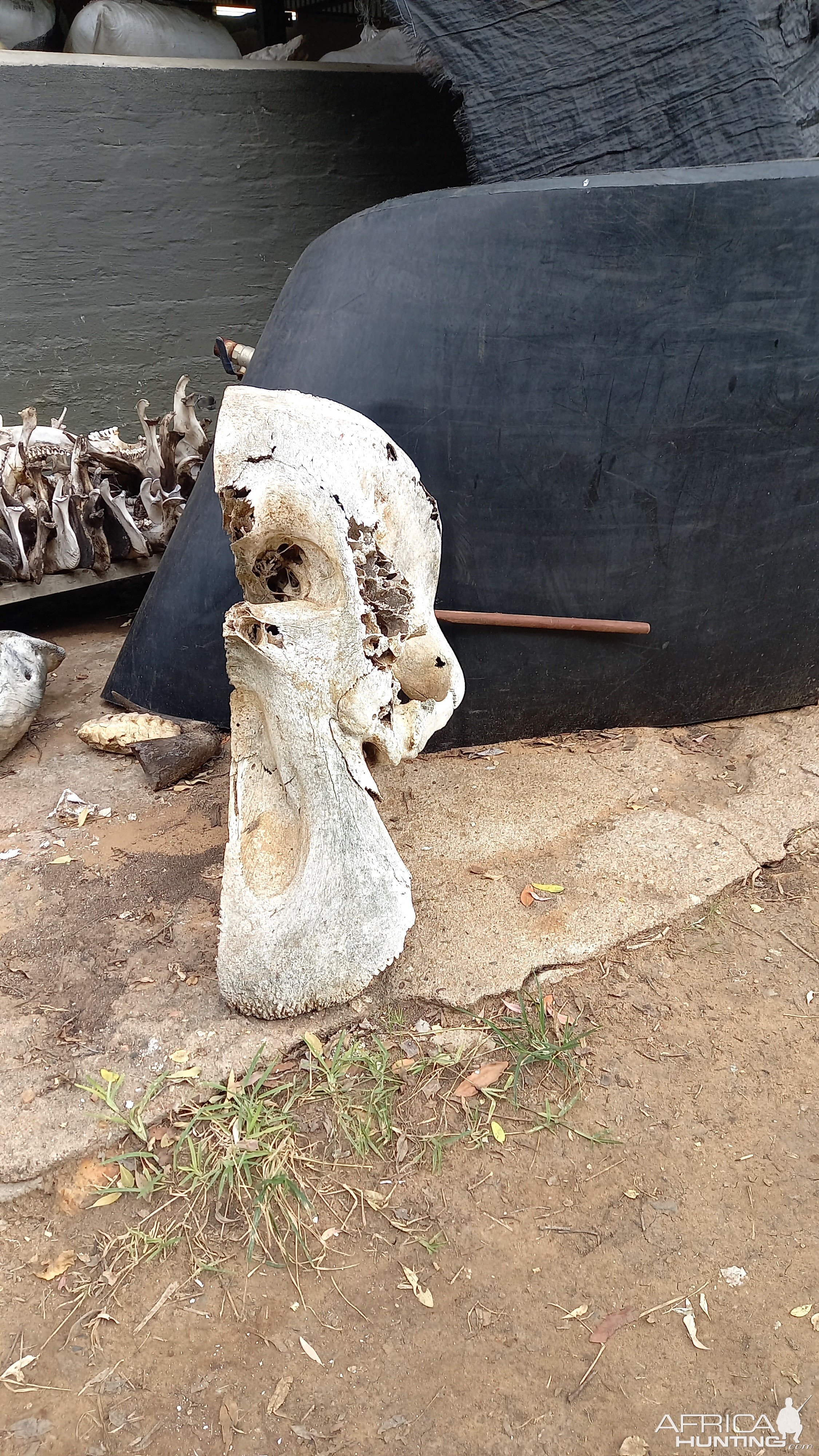 Halved Elephant Skull