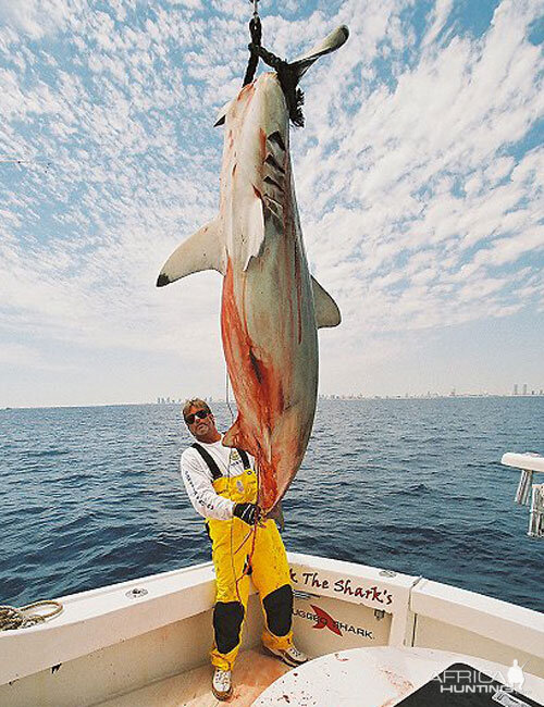 Hammerhead Shark