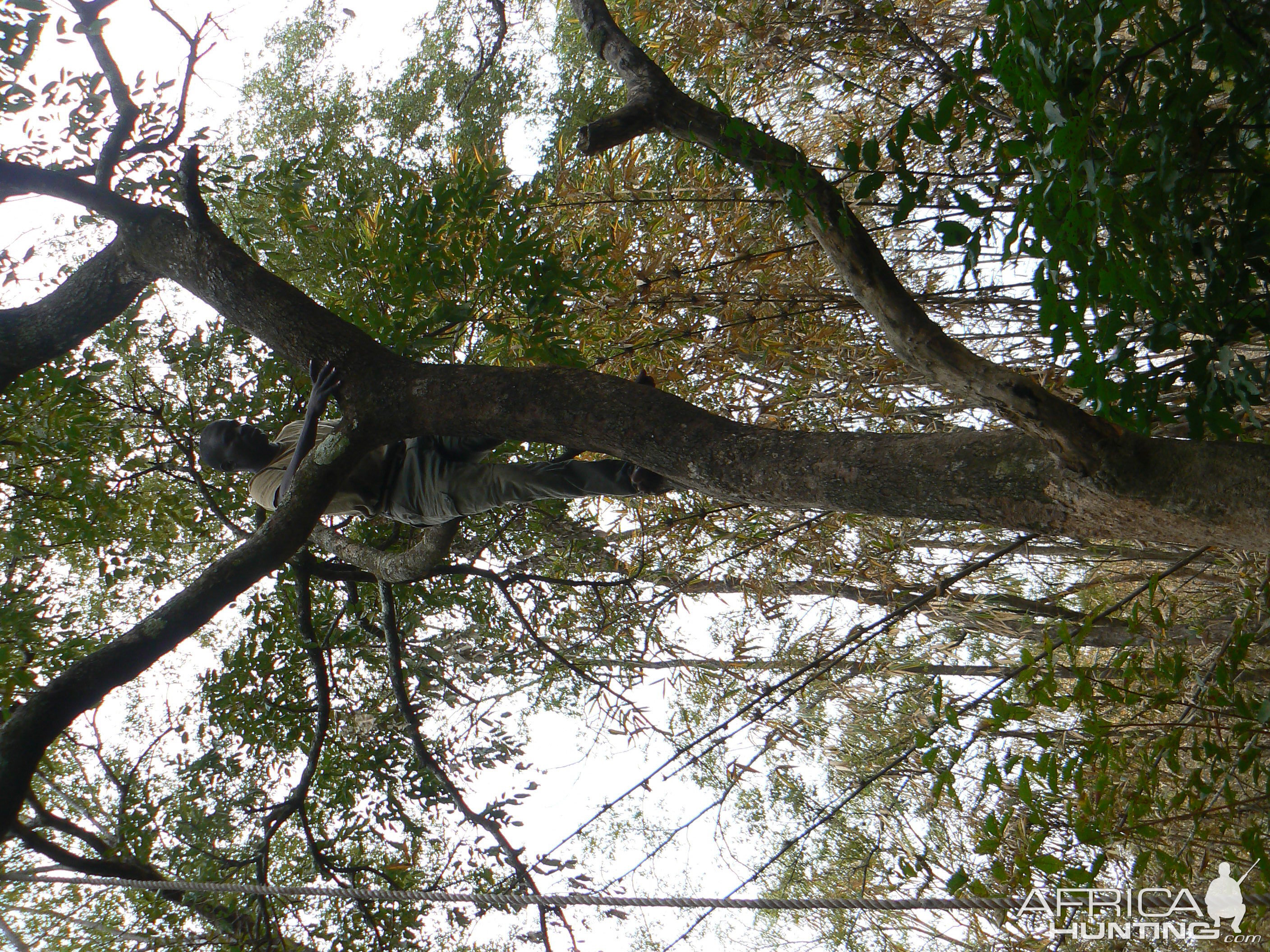 Hanging Leopard bait, a Baboon