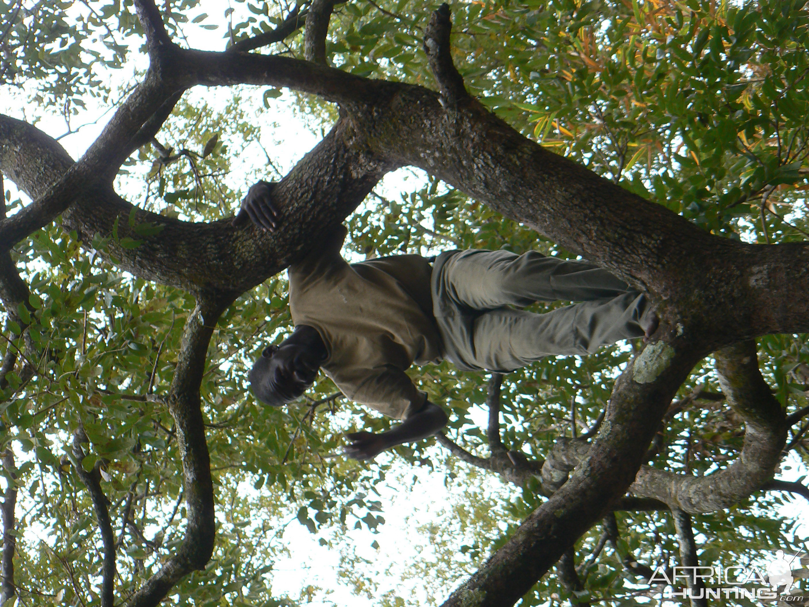 Hanging Leopard bait, a Baboon