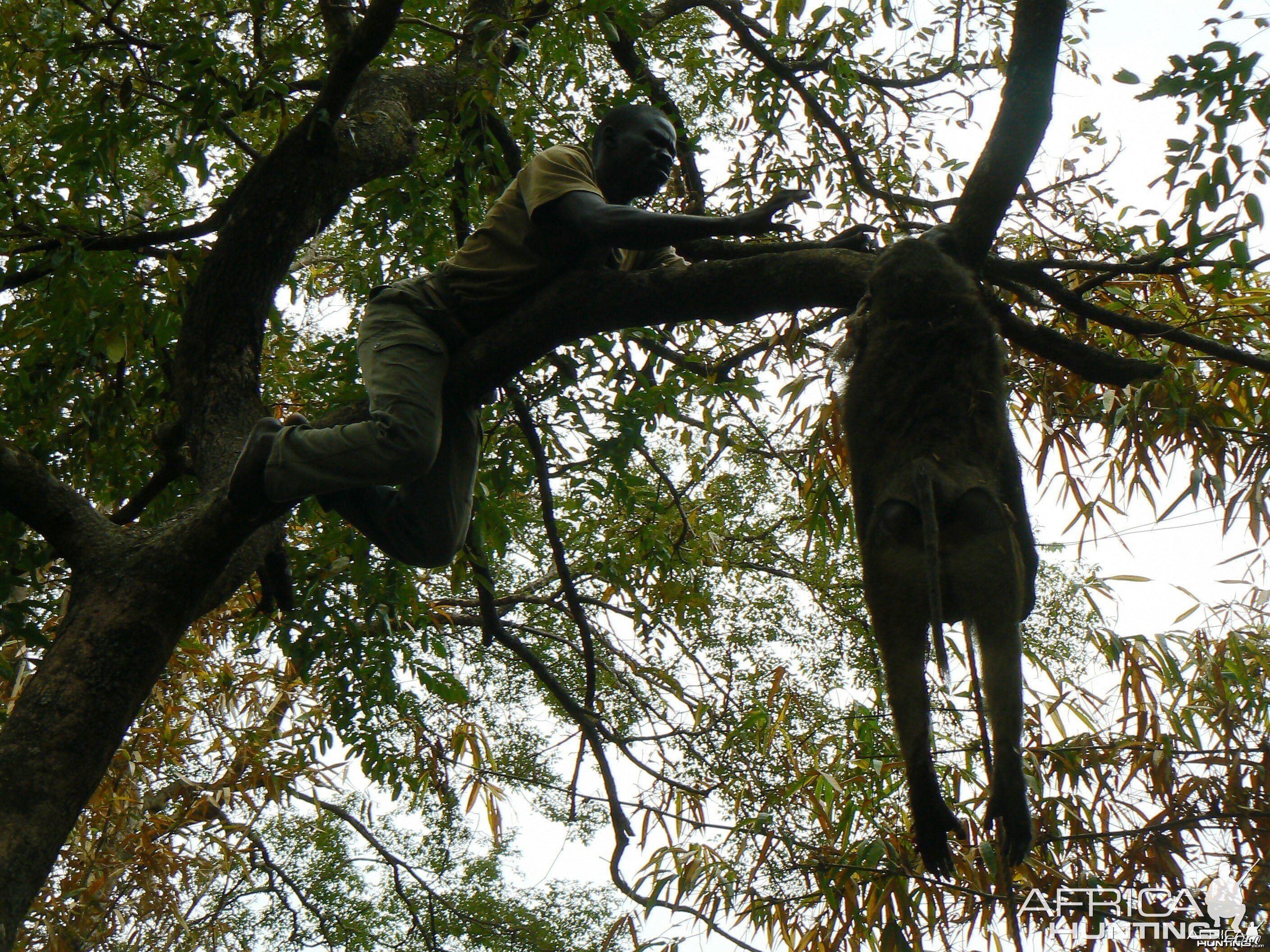 Hanging Leopard bait, a Baboon