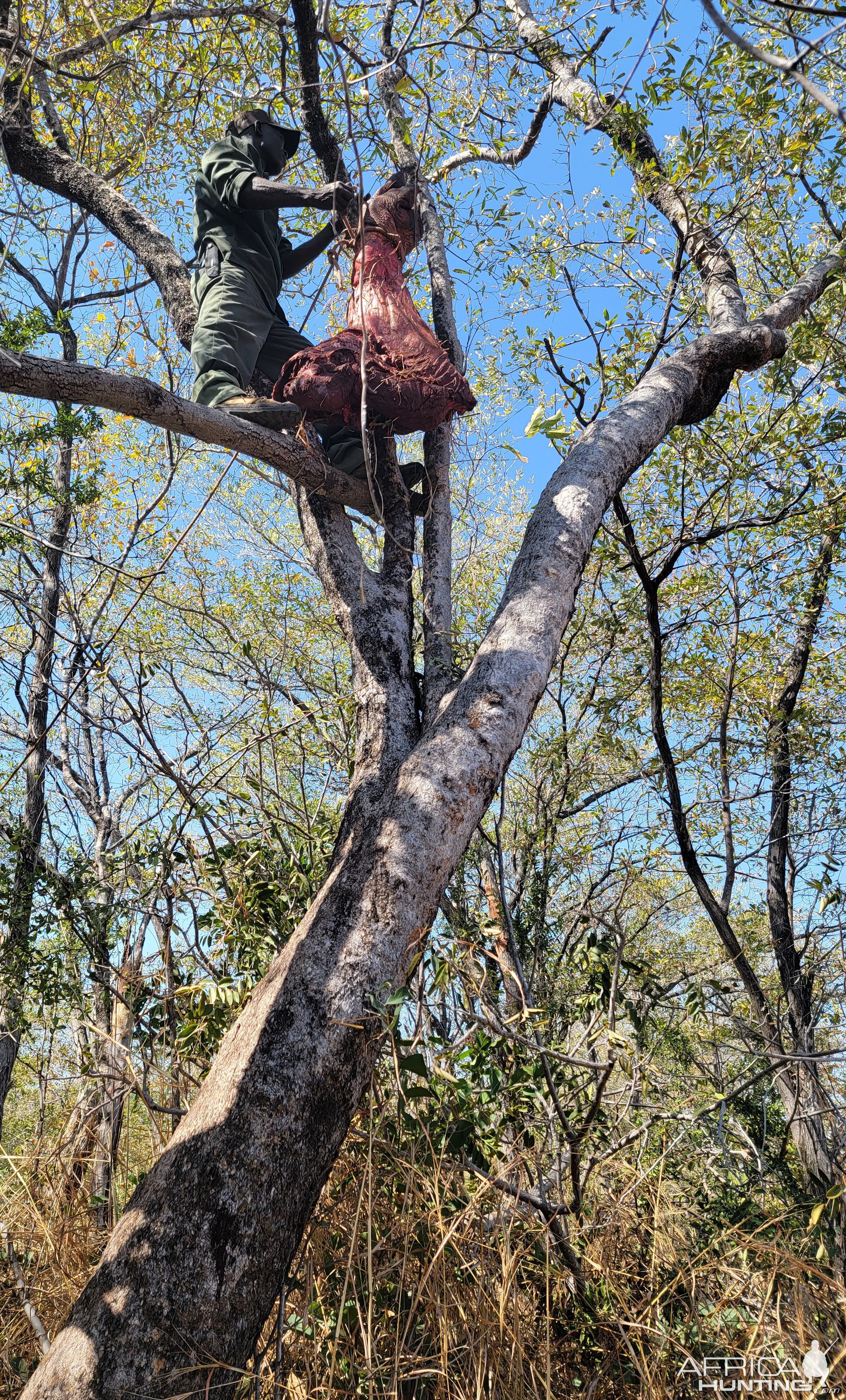 Hanging Leopard Bait Zimbabwe