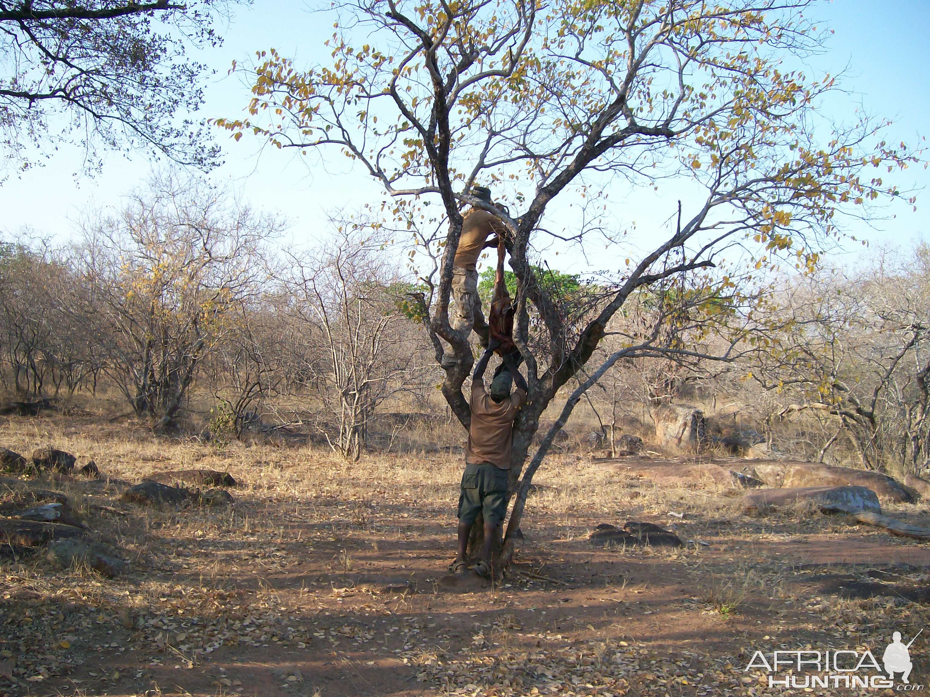 Hanging Leopard bait