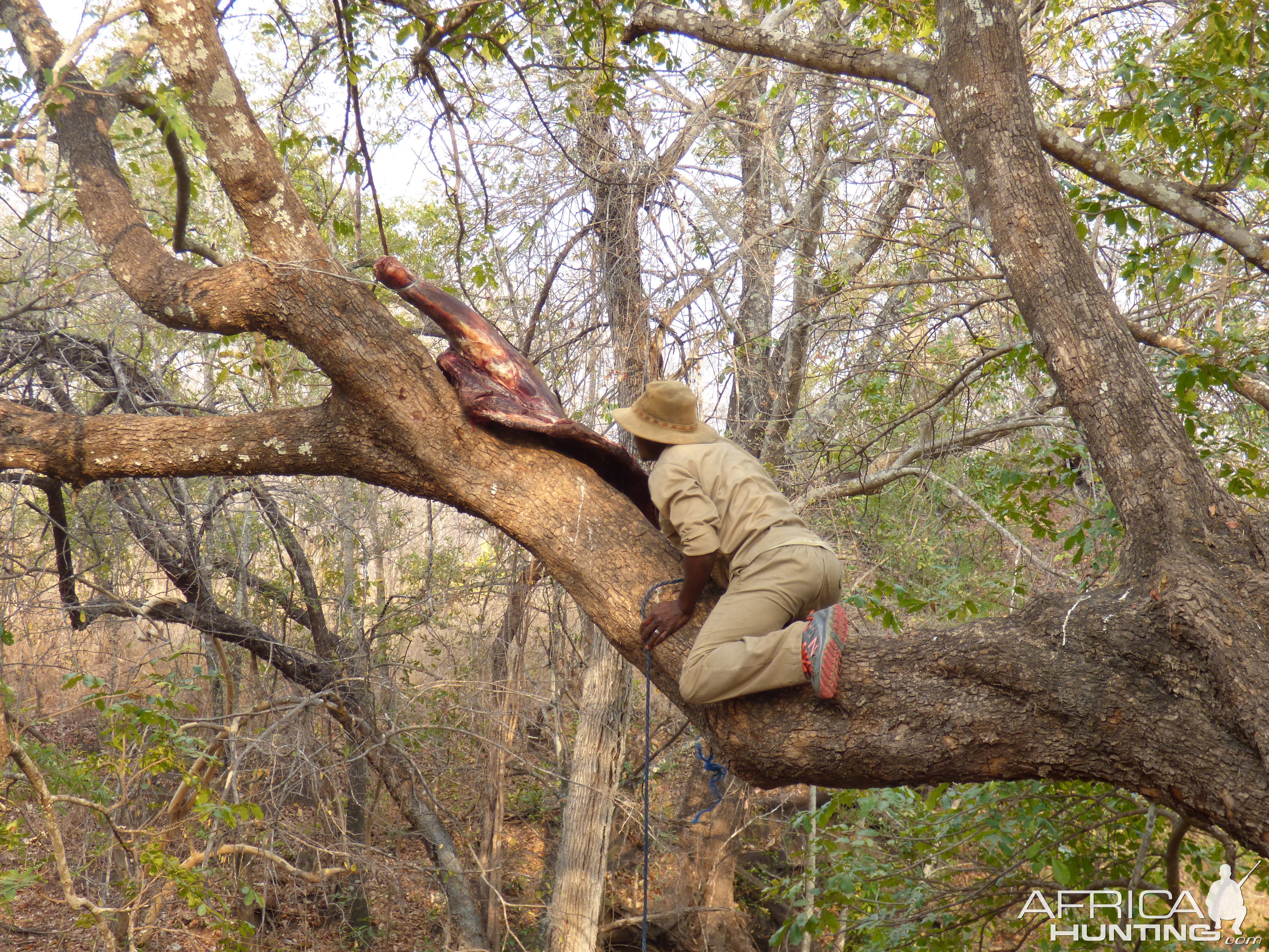 Hanging out Leopard Bait