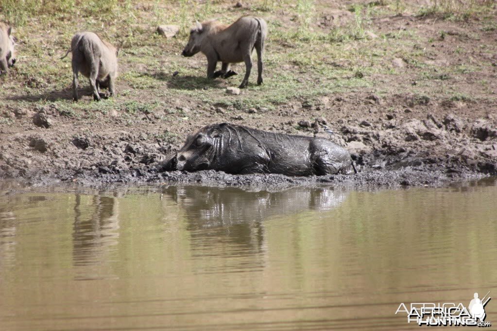 Happy as a Pig in slop!