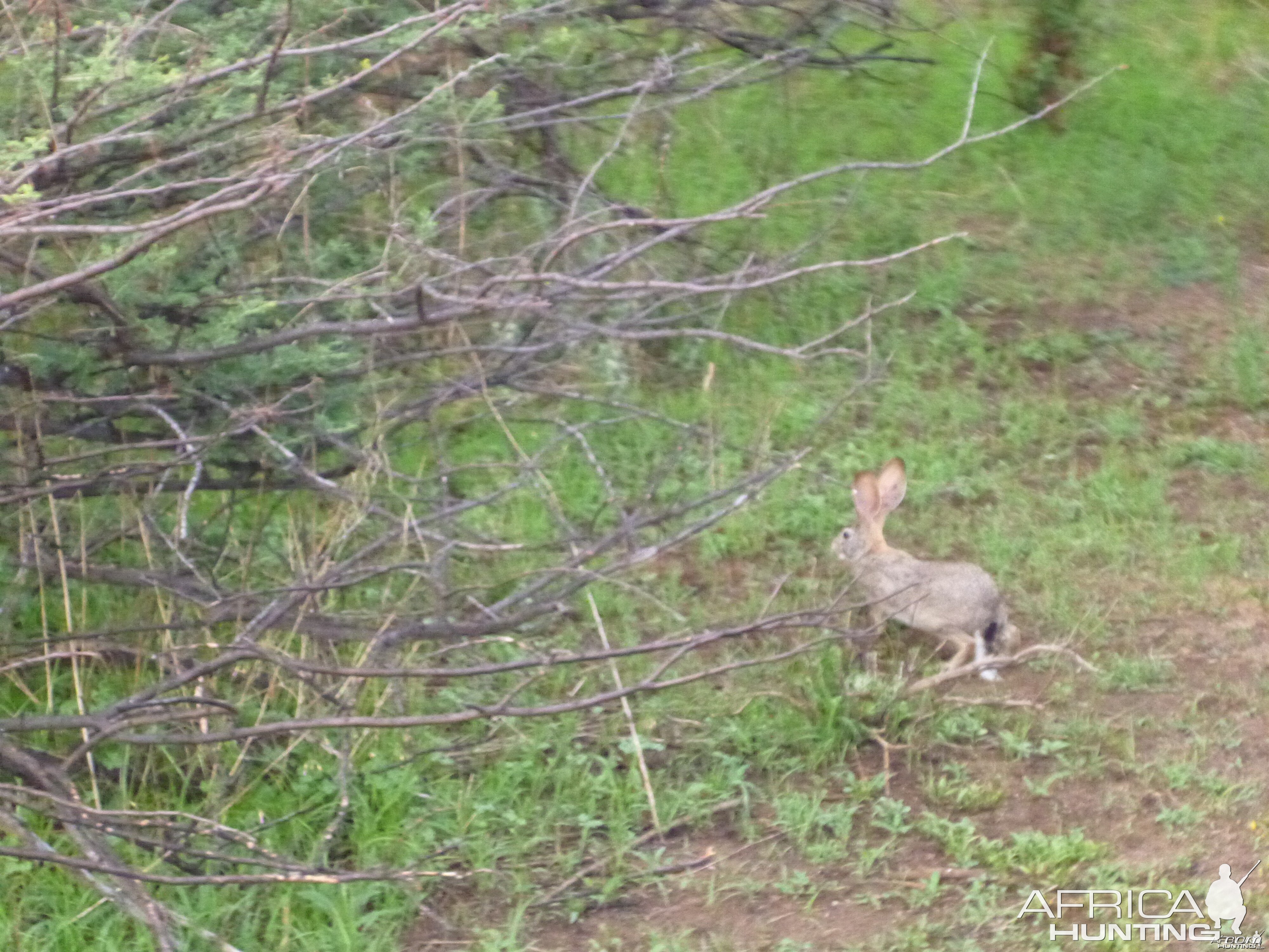 Hare Namibia