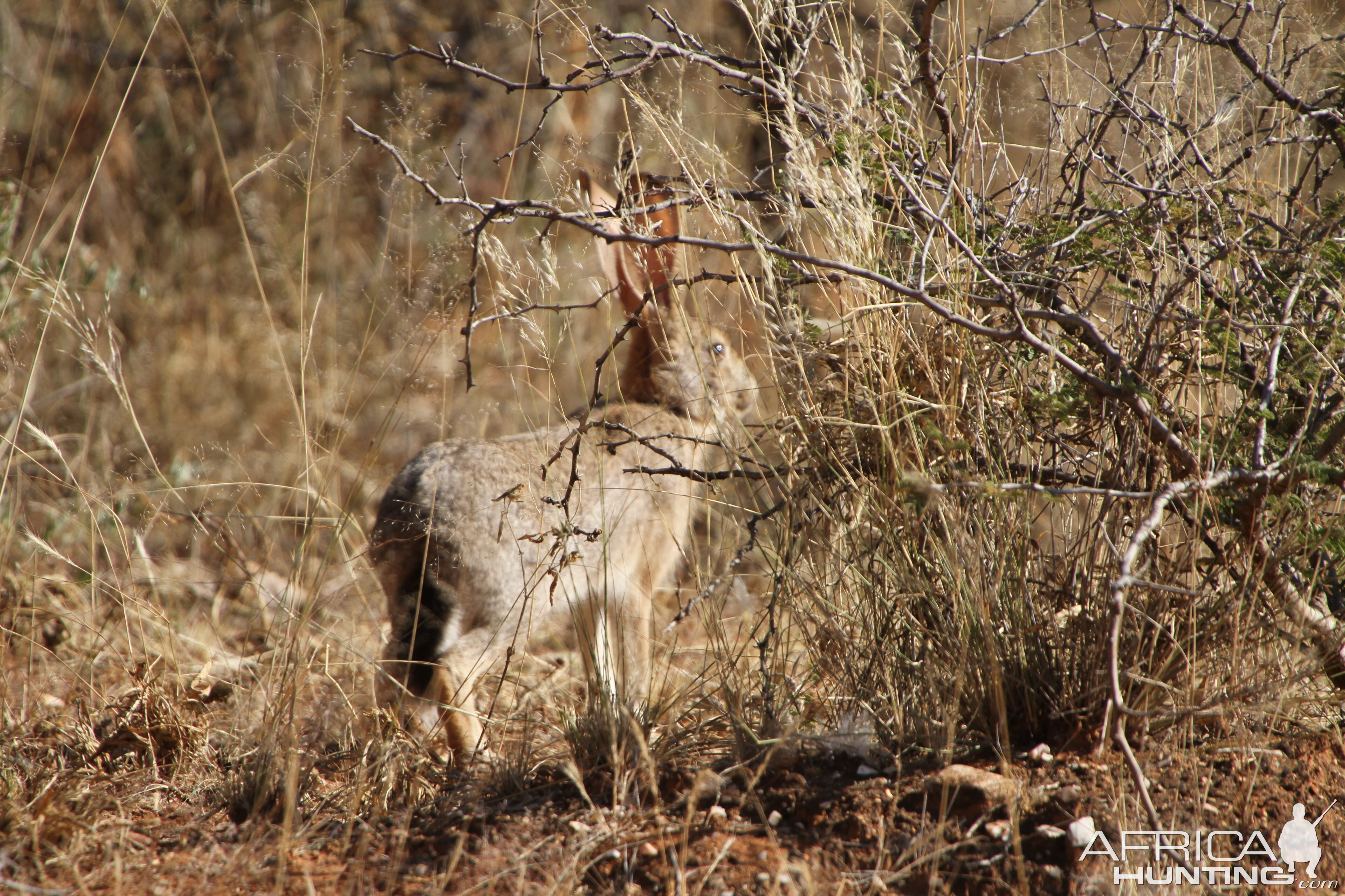 Hare Namibia