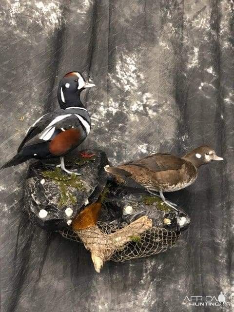 Harlequin Duck Full Mount Taxidermy