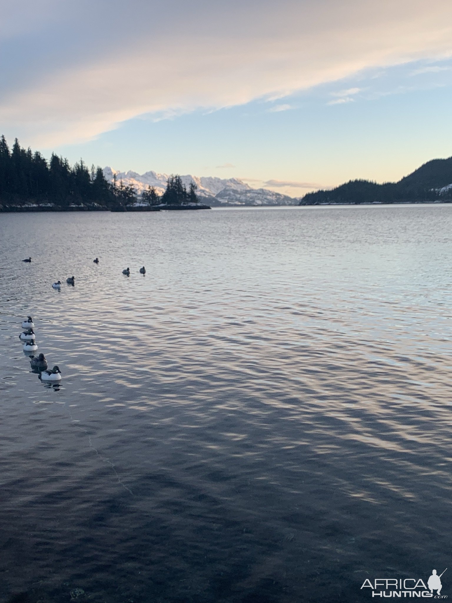 Harlequin Ducks & Barrows Goldeneyes Anchorage Alaska