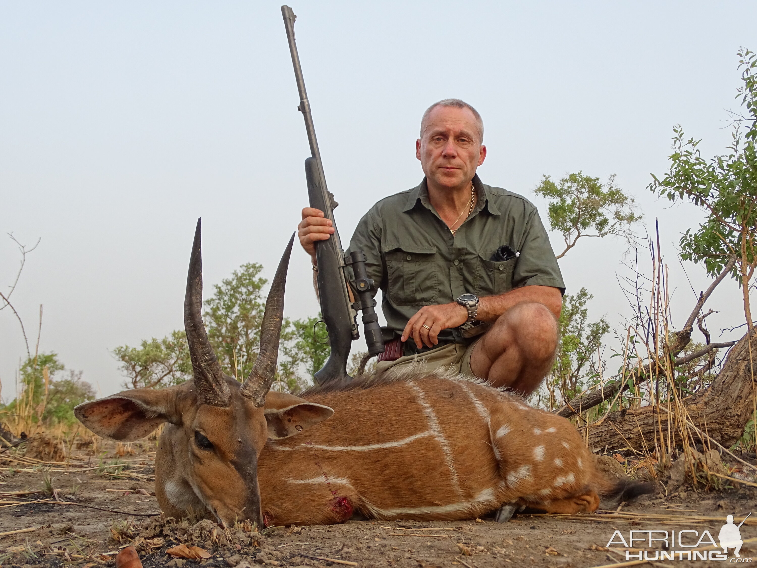 Harnassed Bushbuck Hunting Benin