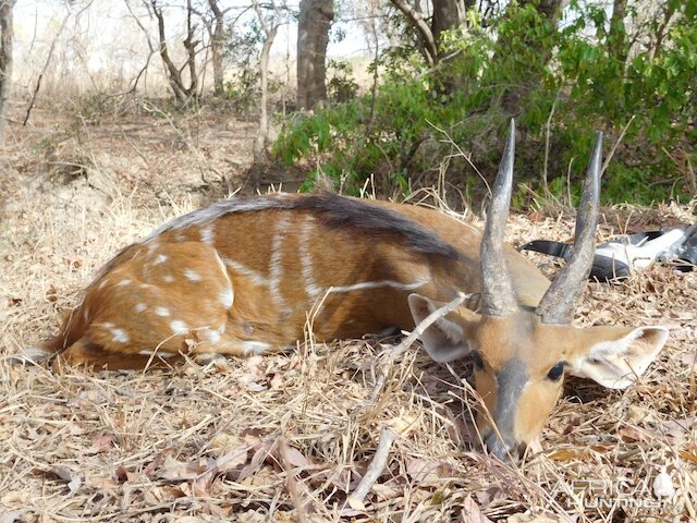 Harnassed Bushbuck Hunting Burkina Faso