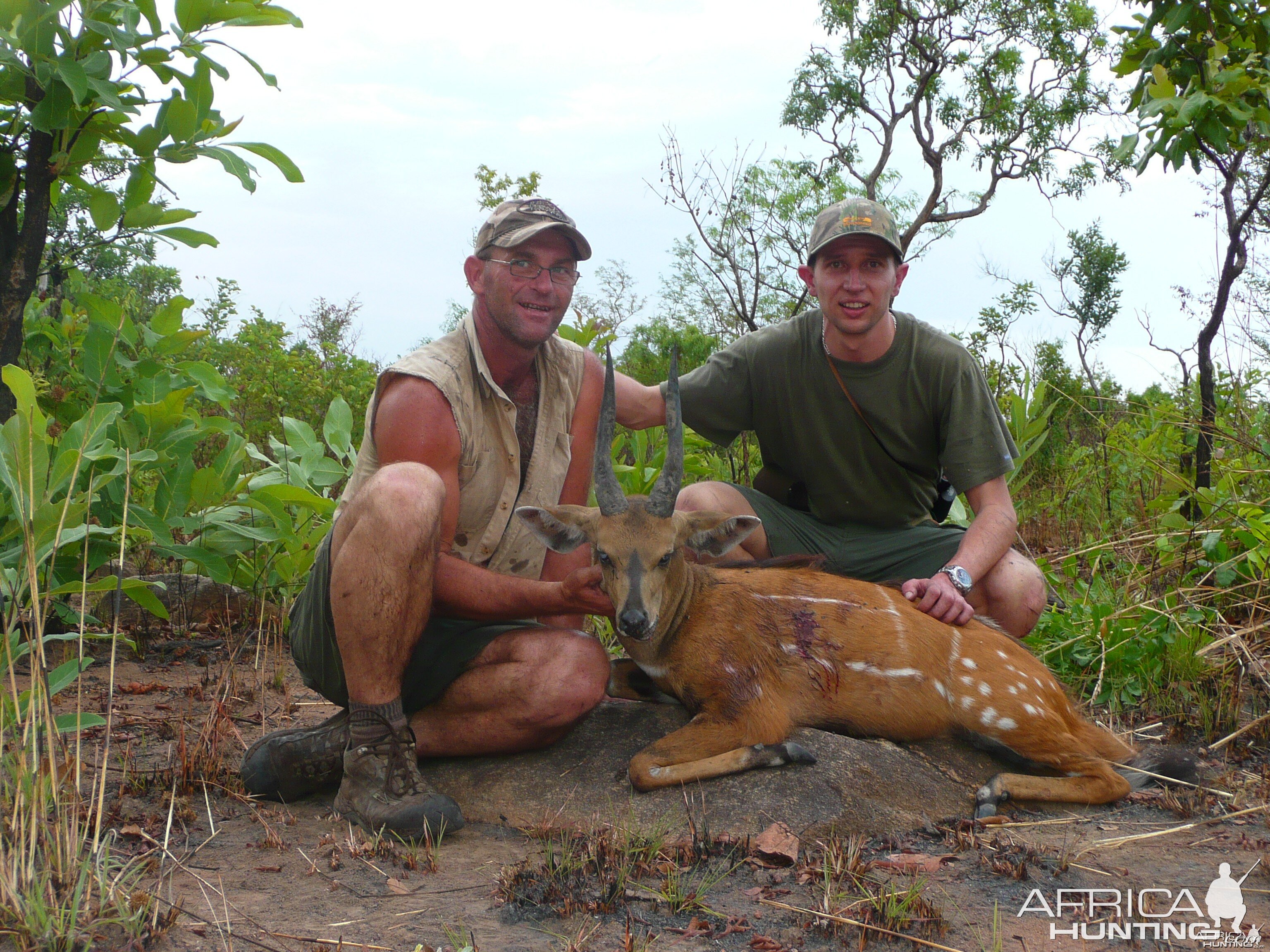 Harnessed bushbuck 12 1/2' inches hunted in CAR