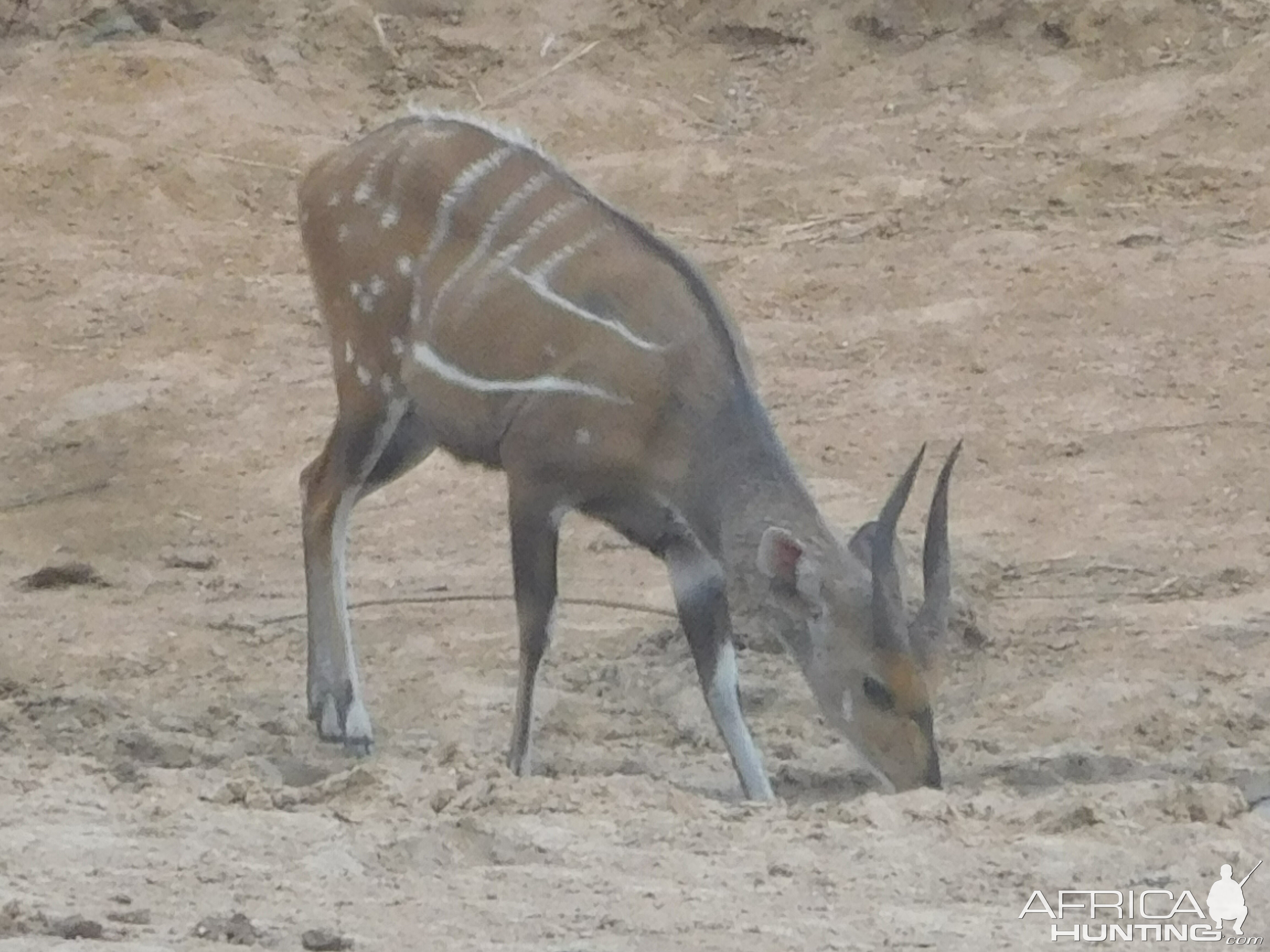 Harnessed Bushbuck Burkina Faso