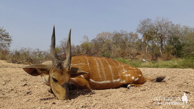 Harnessed Bushbuck Hunt Cameroon