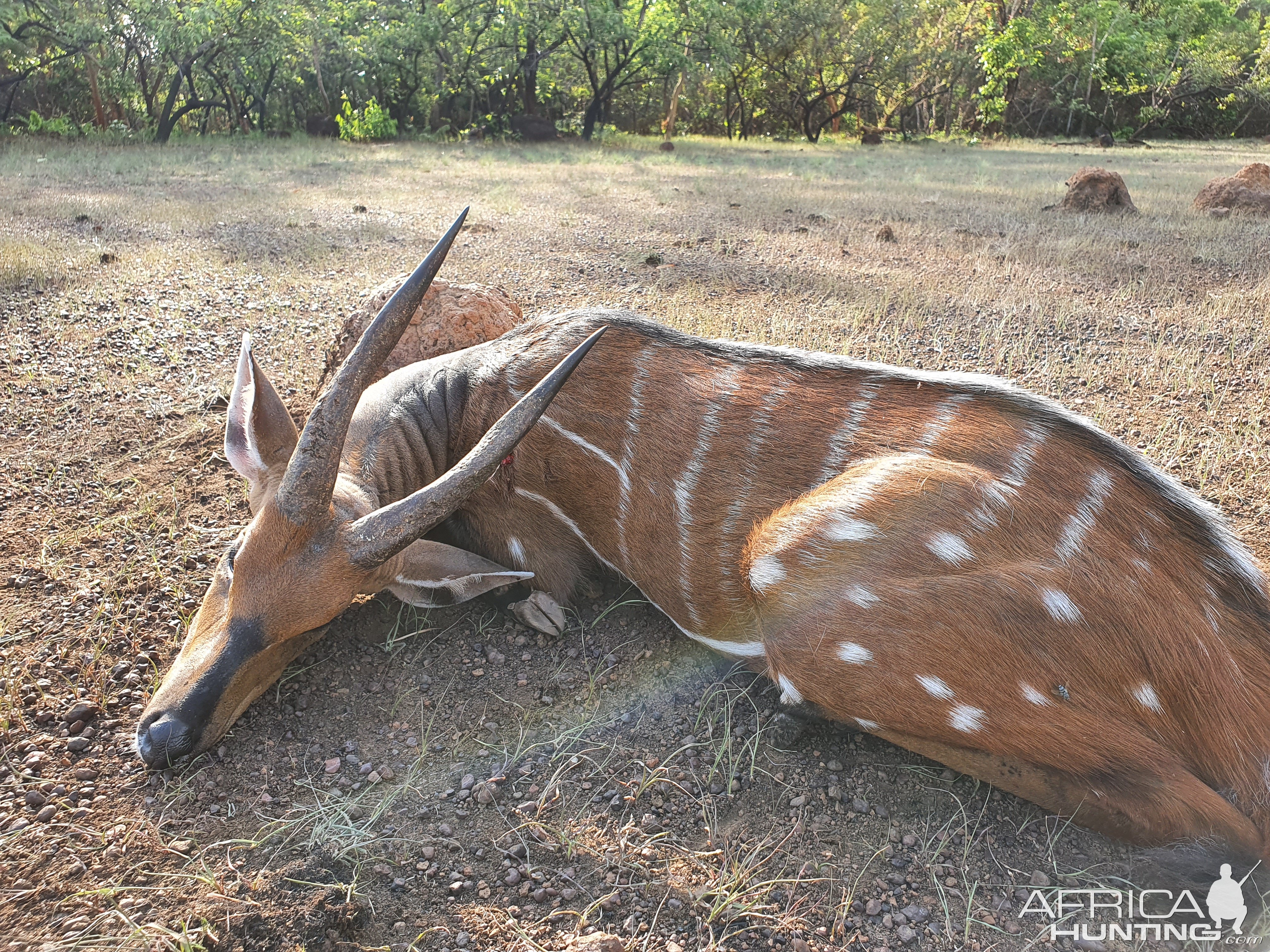 Harnessed Bushbuck Hunt Central African Republic