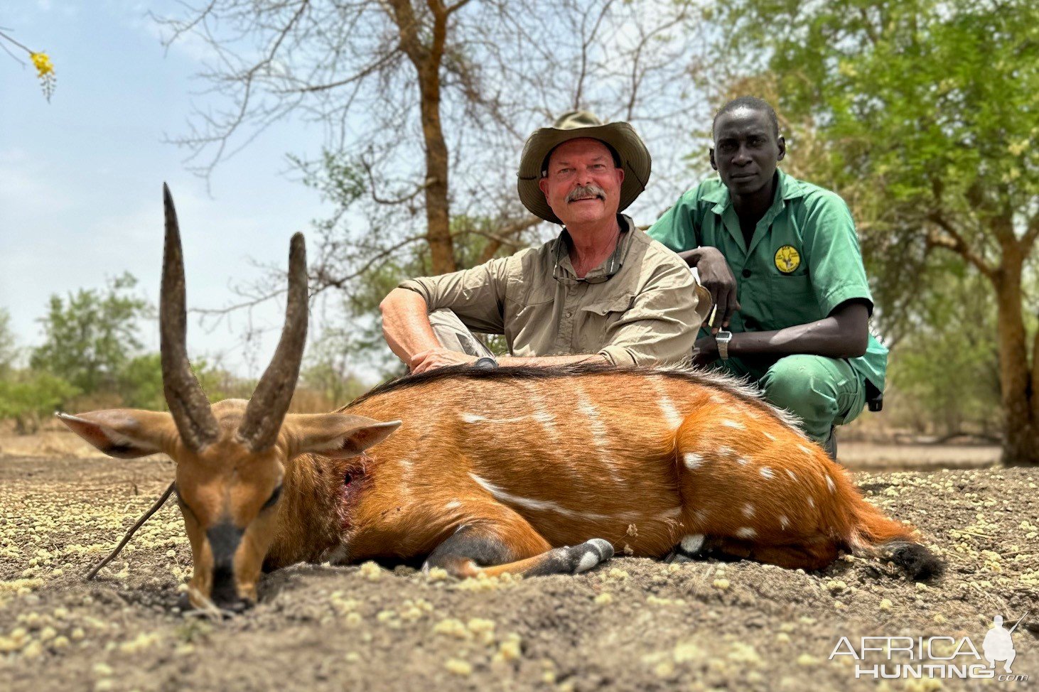 Harnessed Bushbuck Hunt Chad