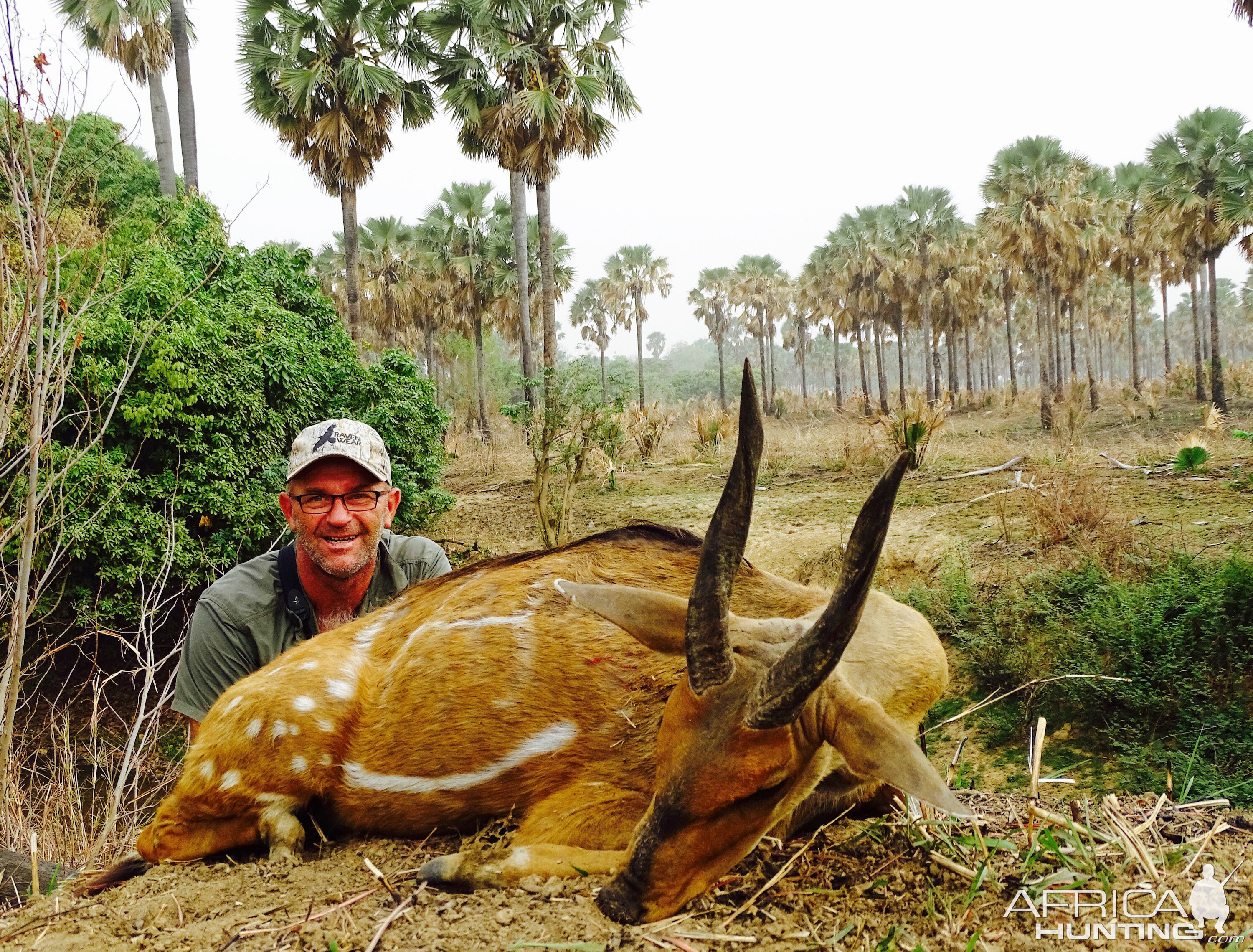 Harnessed Bushbuck Hunt in Benin