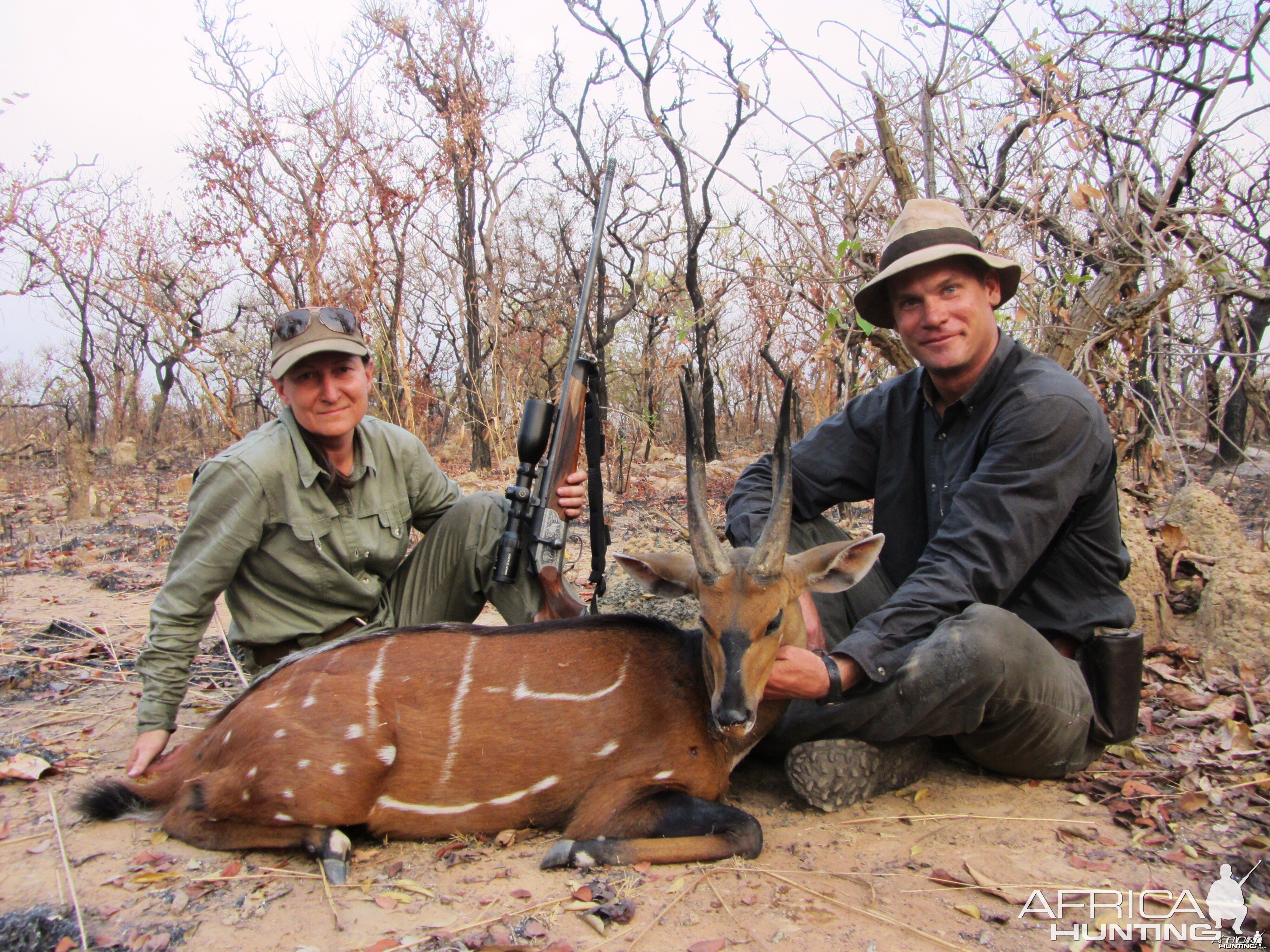 Harnessed Bushbuck hunted in CAR