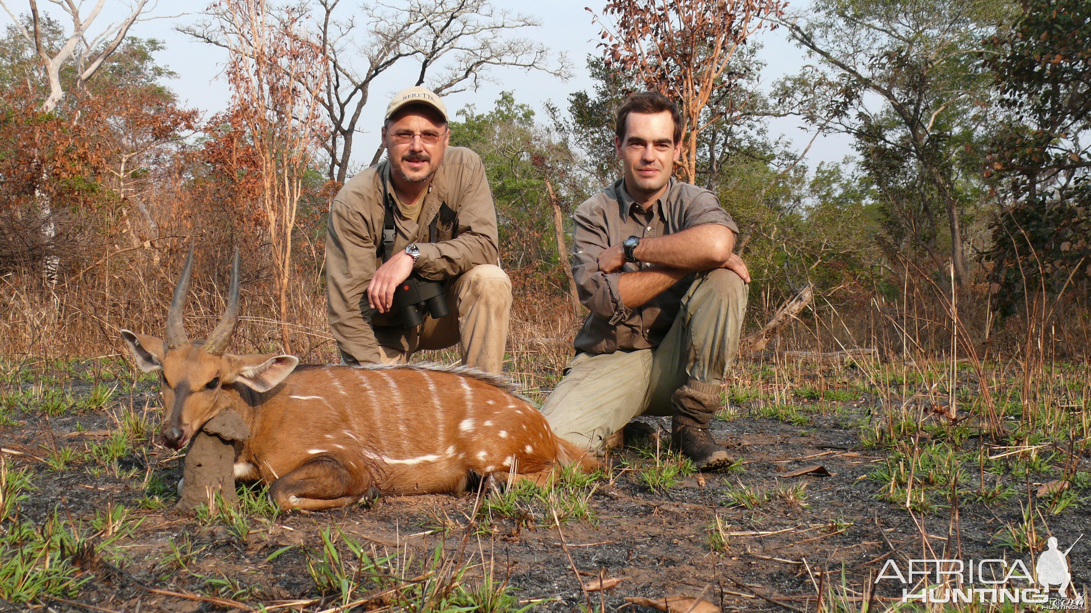 Harnessed Bushbuck hunted in Central Africa with Club Faune