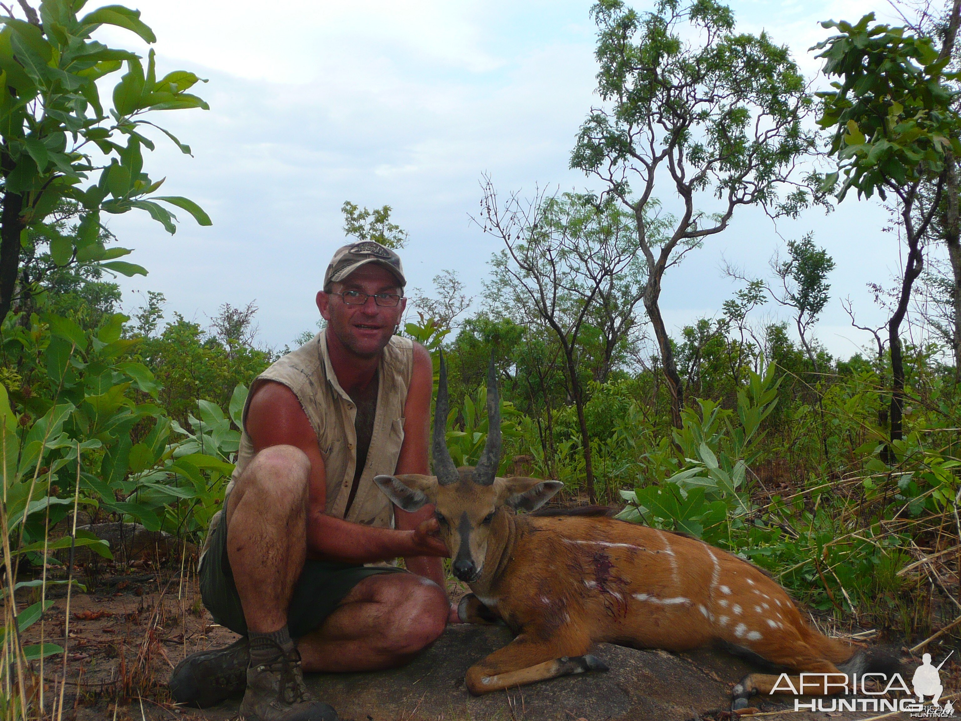 Harnessed Bushbuck hunted in Central African Republic