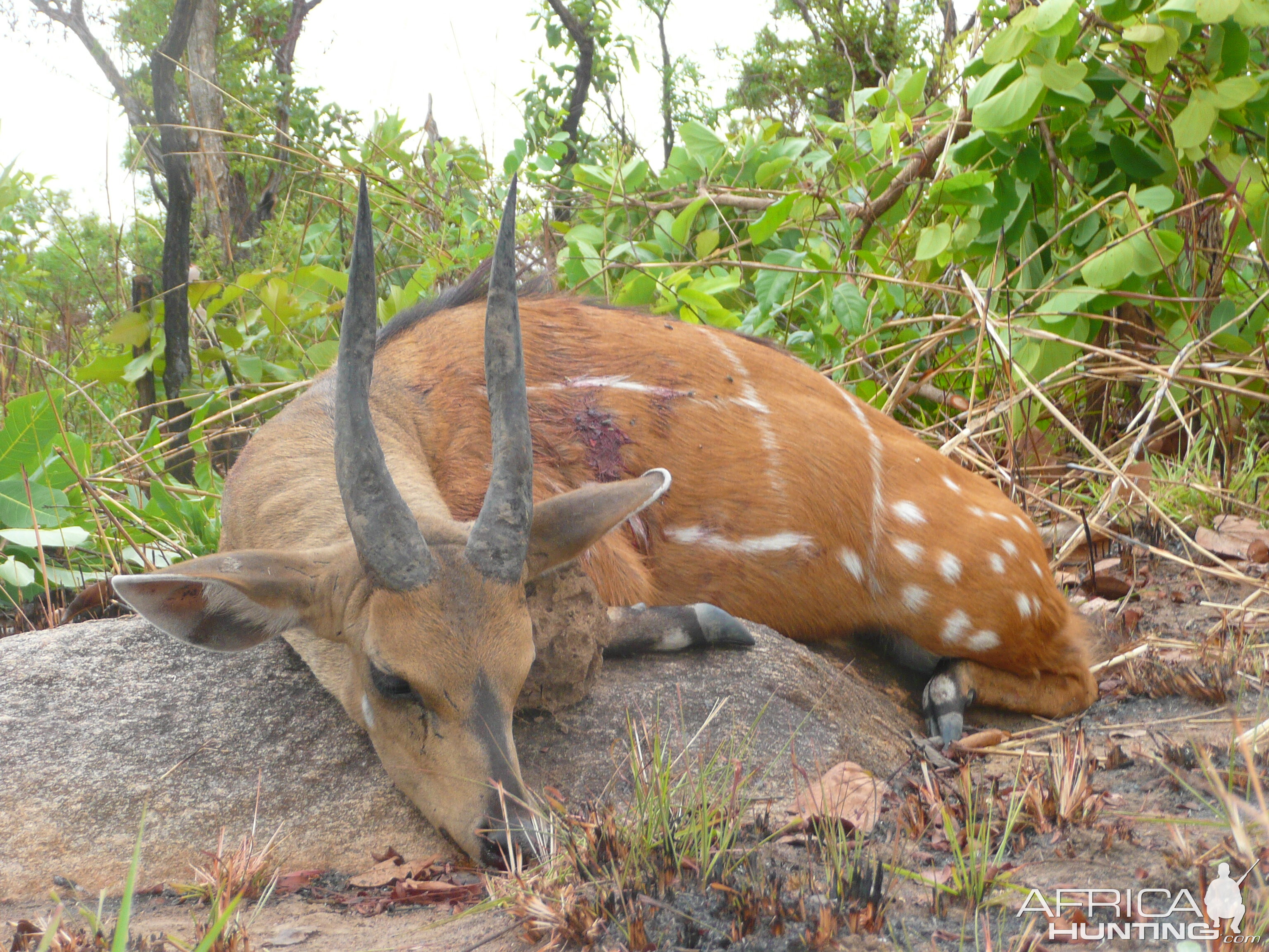 Harnessed Bushbuck hunted in Central African Republic