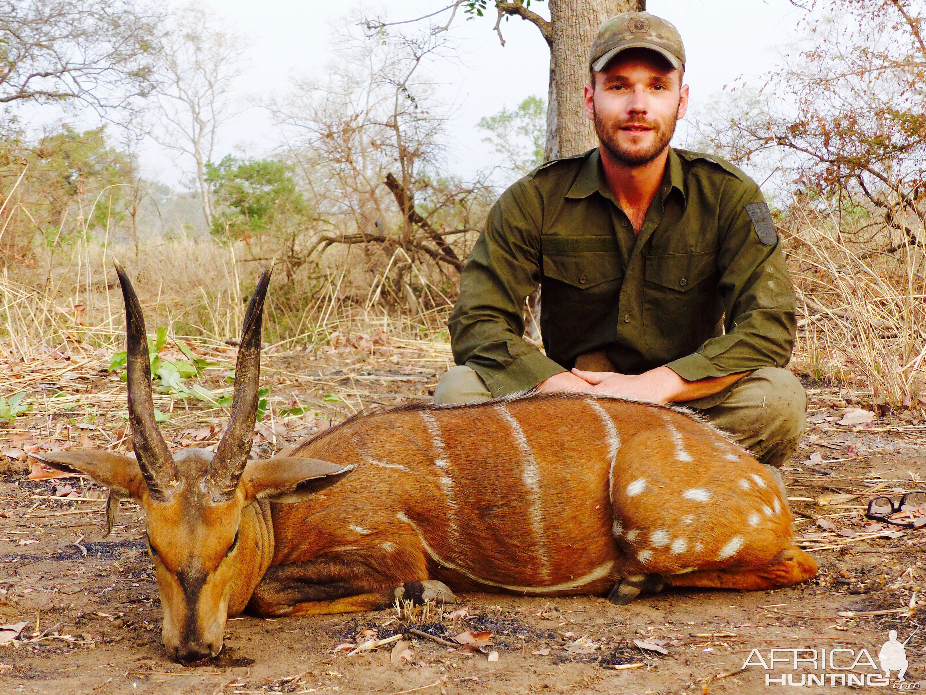 Harnessed Bushbuck Hunting in Benin