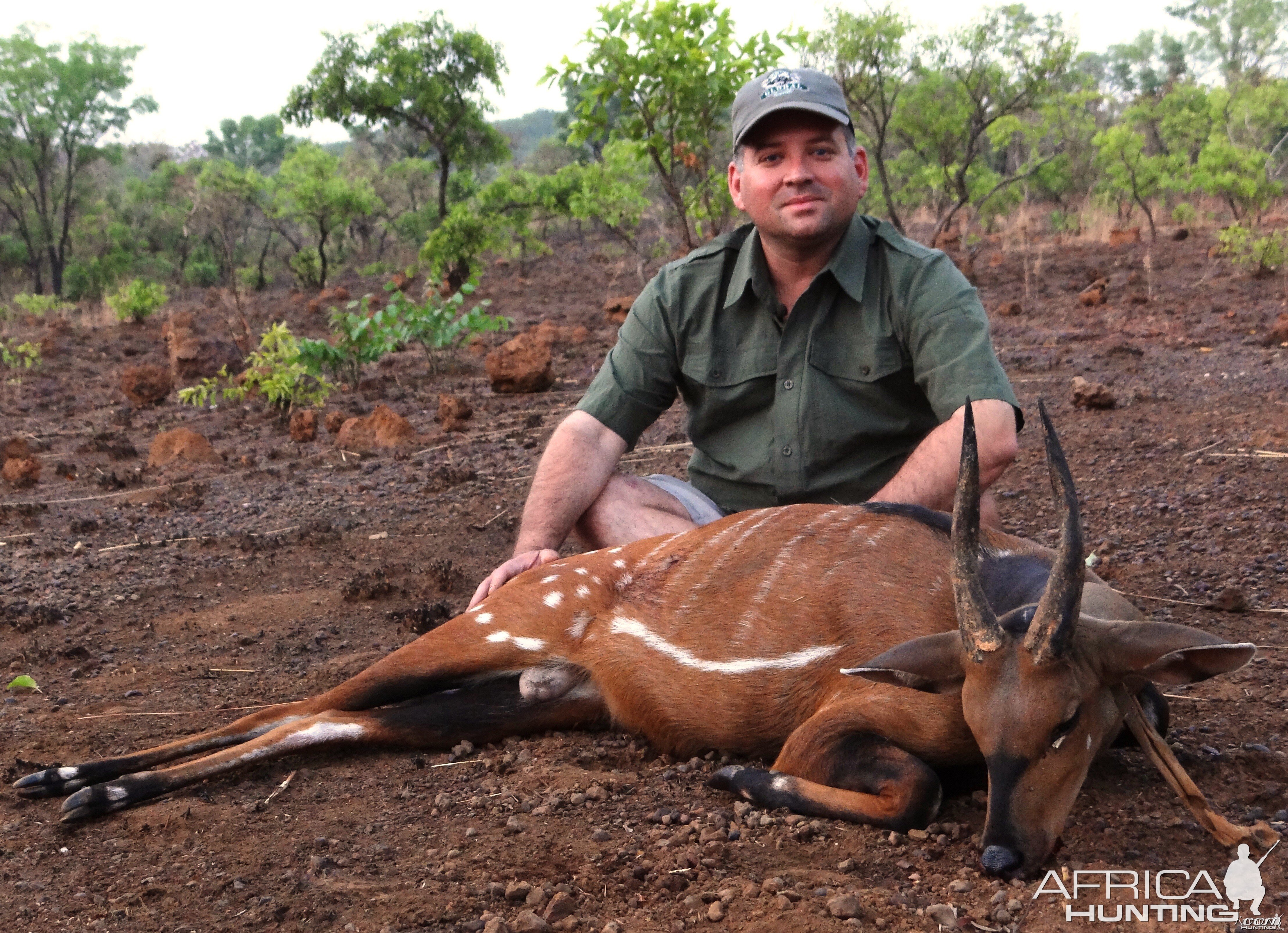 Harnessed bushbuck