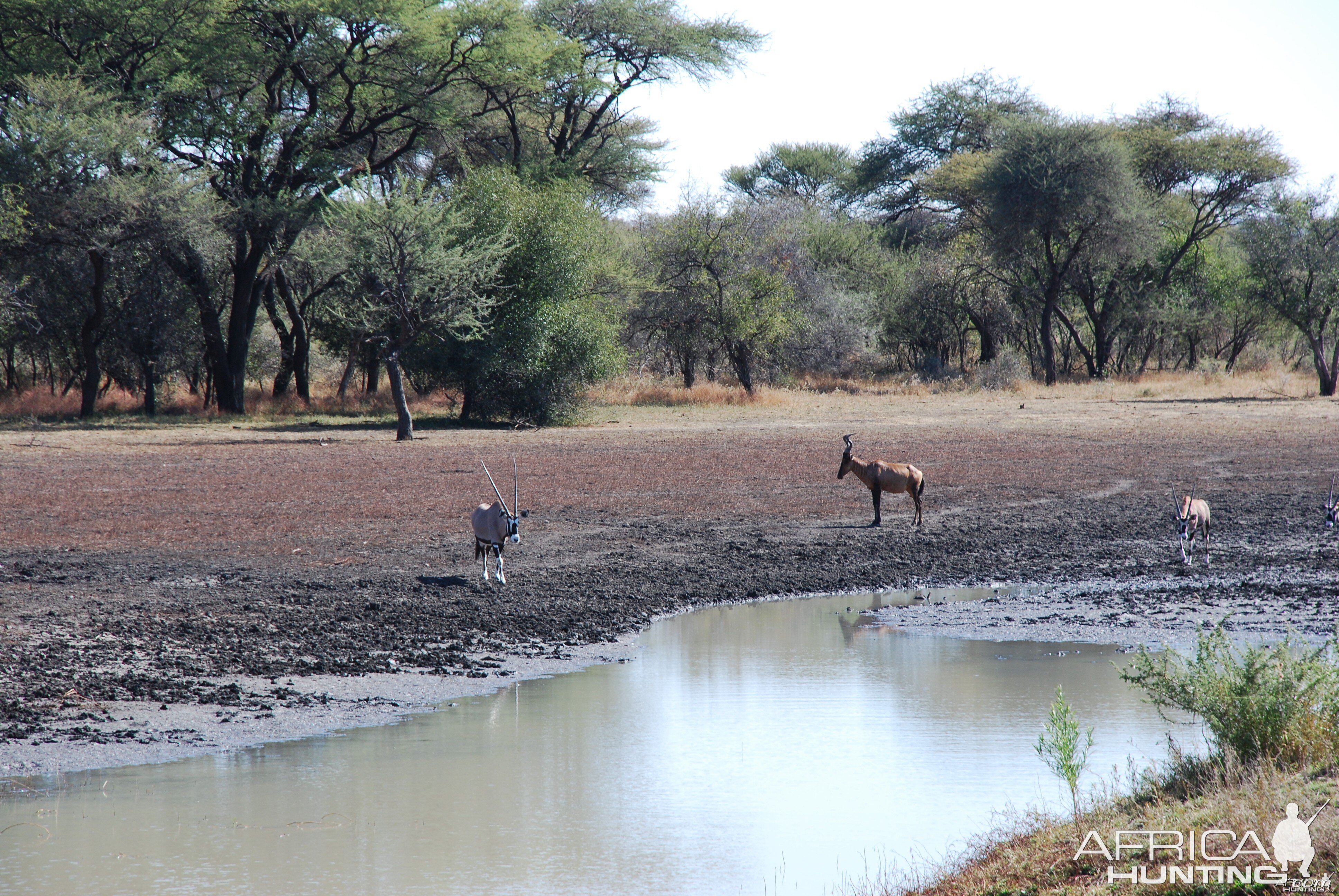 Hartebeest and Gemsbok