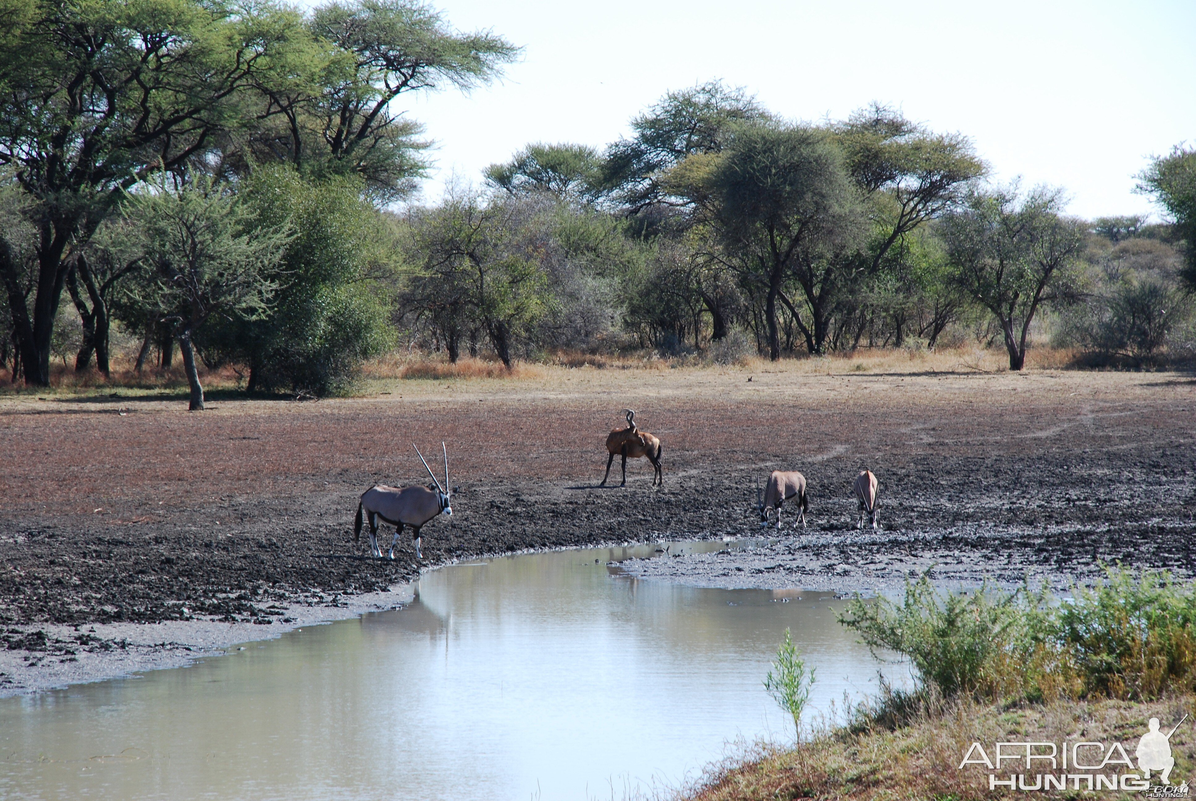 Hartebeest and Gemsbok