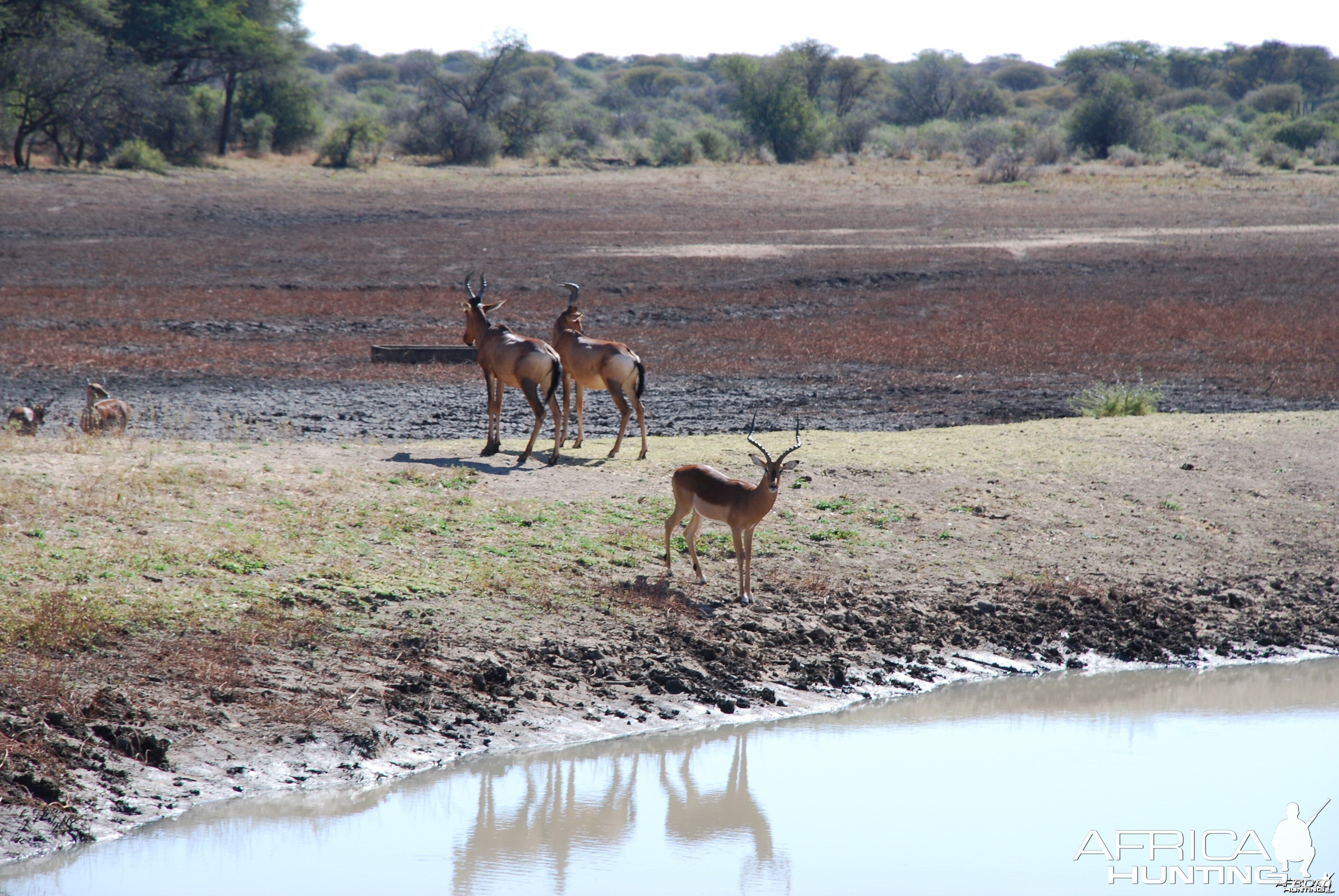 Hartebeest and Impala