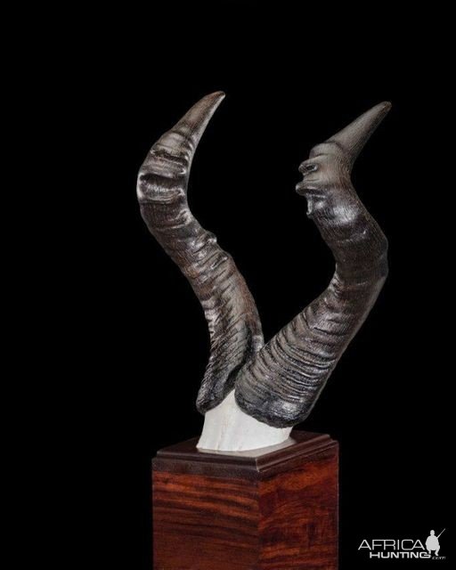 Hartebeest Antler Mount Taxidermy