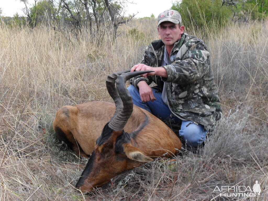 Hartebeest - Bushwack Safaris