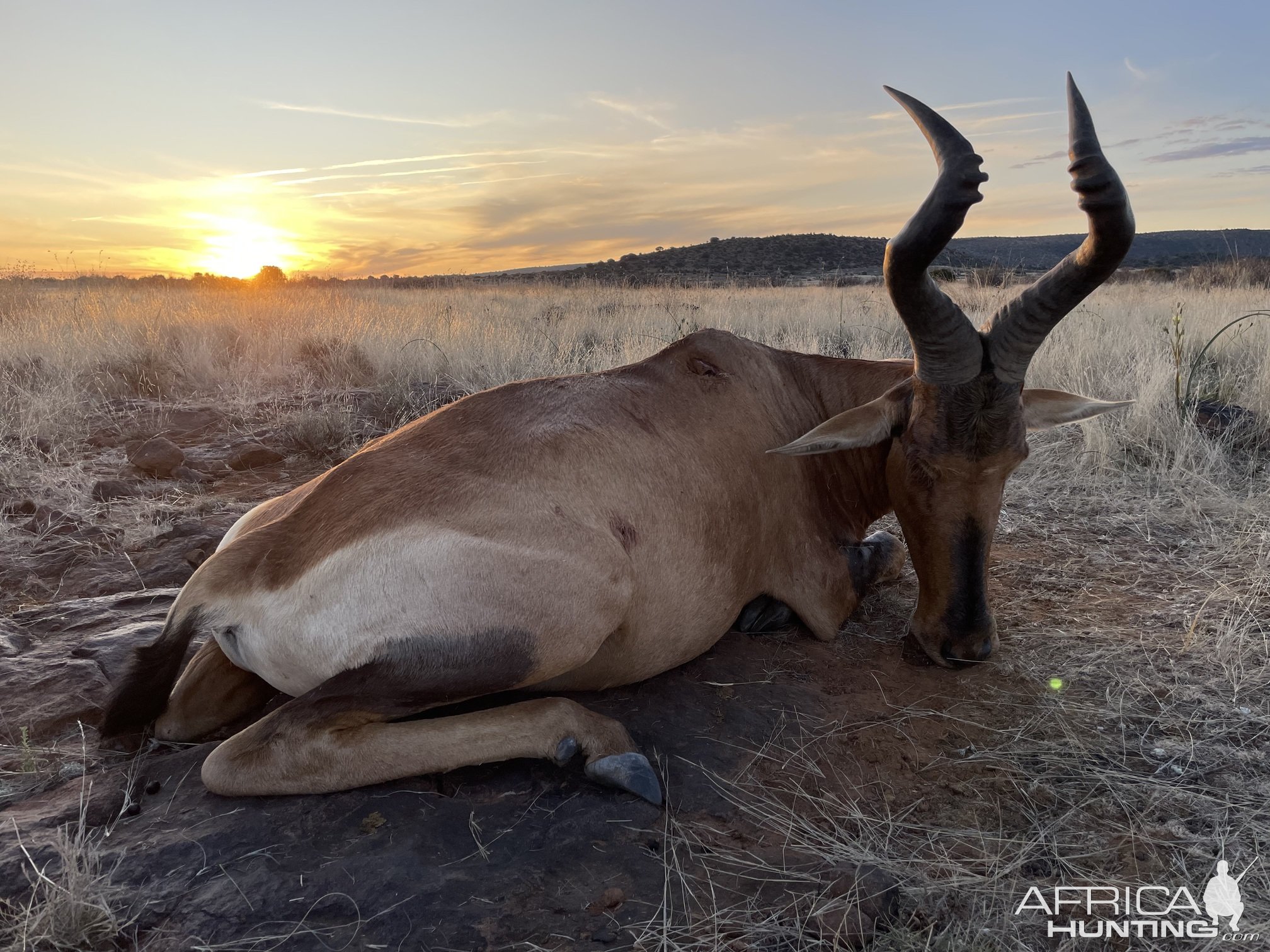 Hartebeest Hartebeest Hunt South Africa