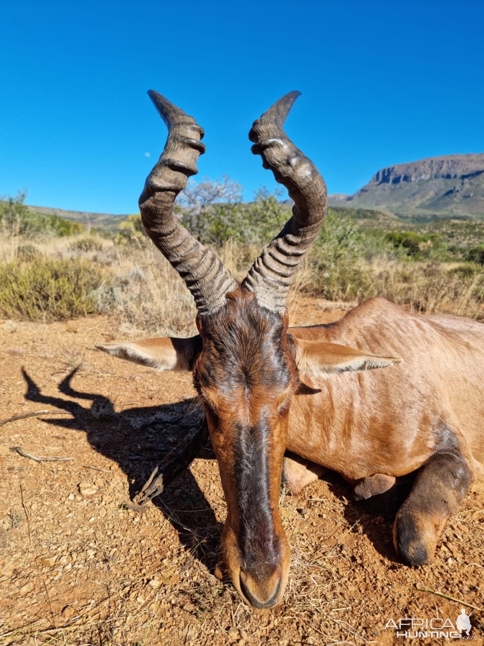 Hartebeest Hunt South Africa