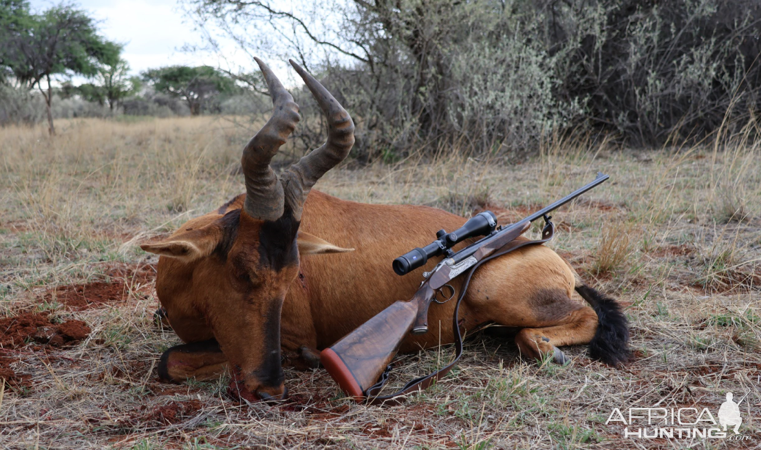 Hartebeest Hunt South Africa