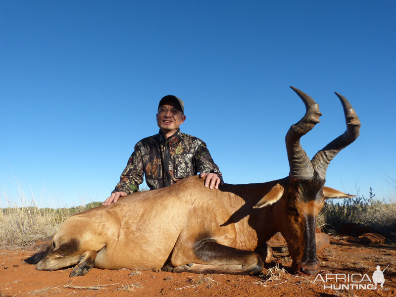 Hartebeest hunt with Wintershoek Johnny Vivier Safaris