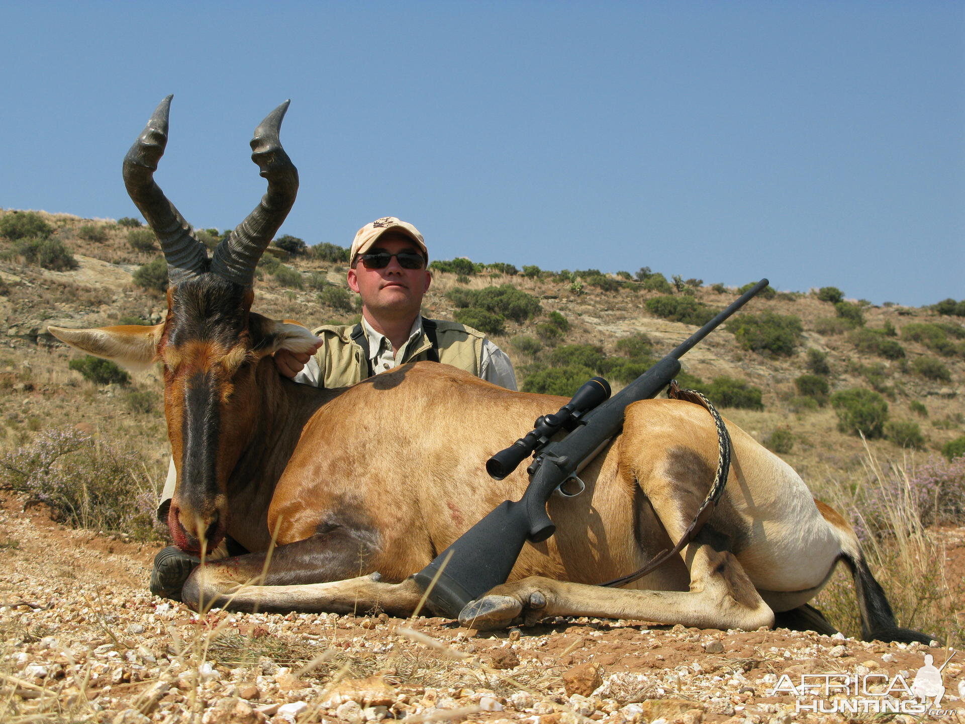 hartebeest South Africa